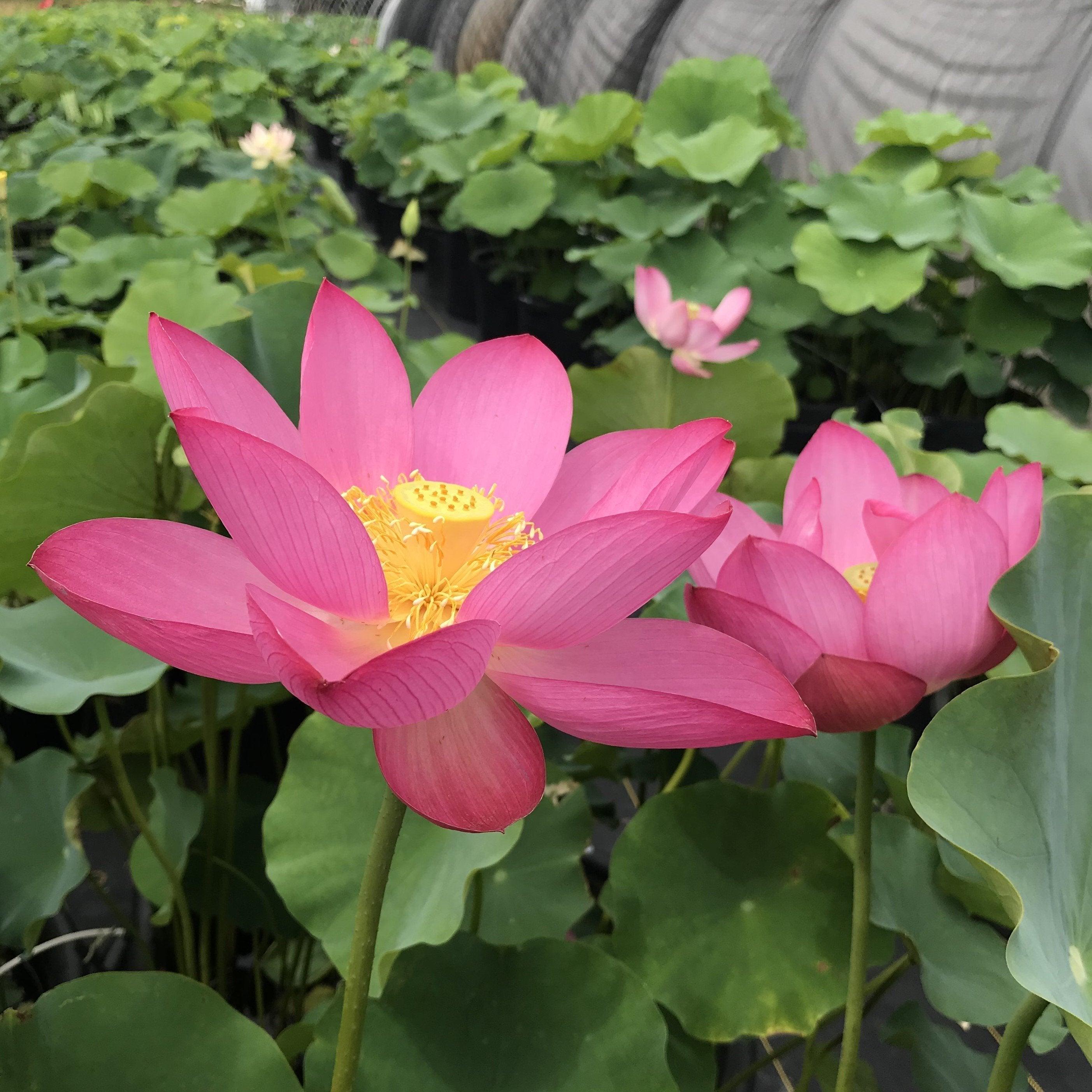 Qinling Red - Giant Red Flowers Lotus (Bare Root) - Play It Koi