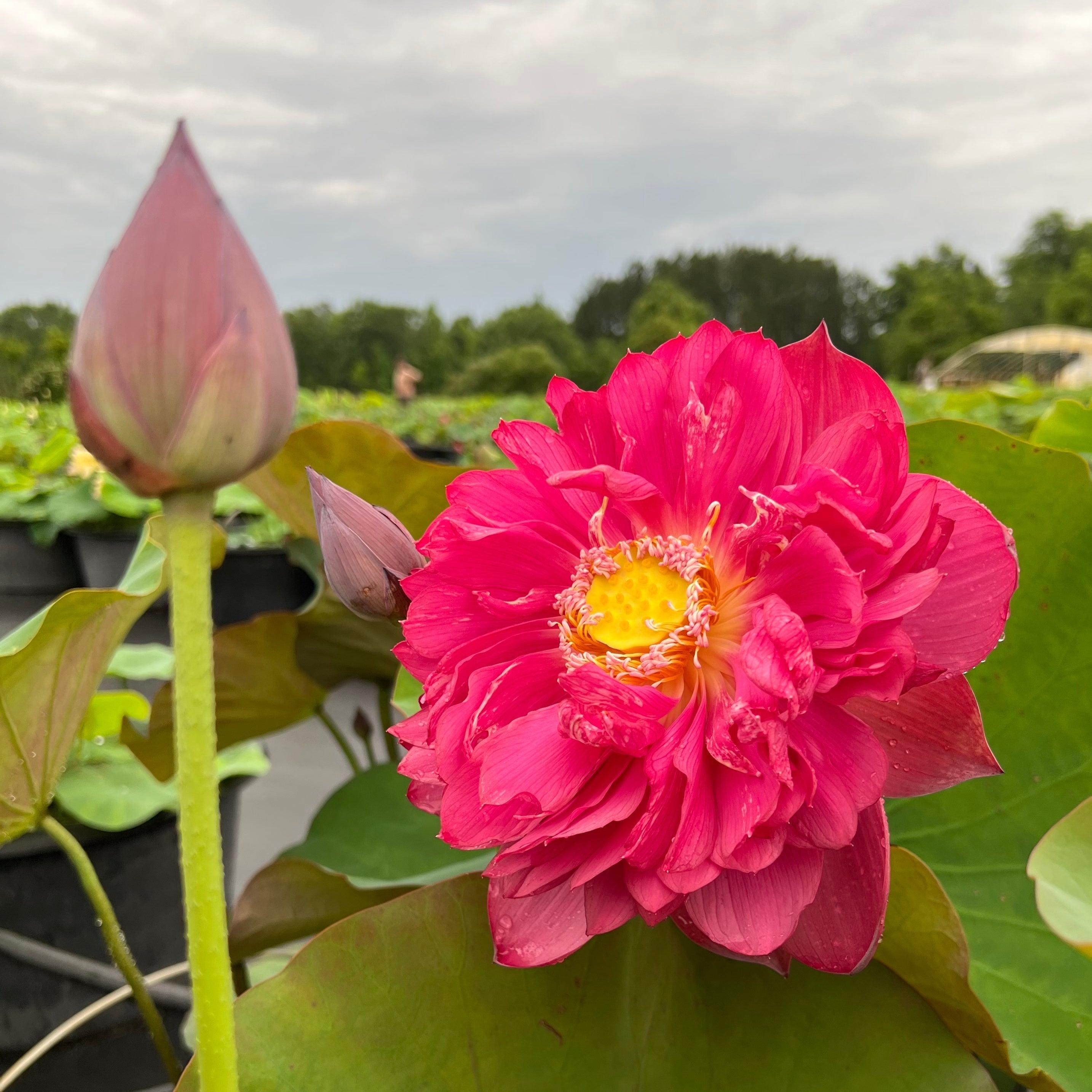 Red Phillips Lotus (Bare Root) - Play It Koi