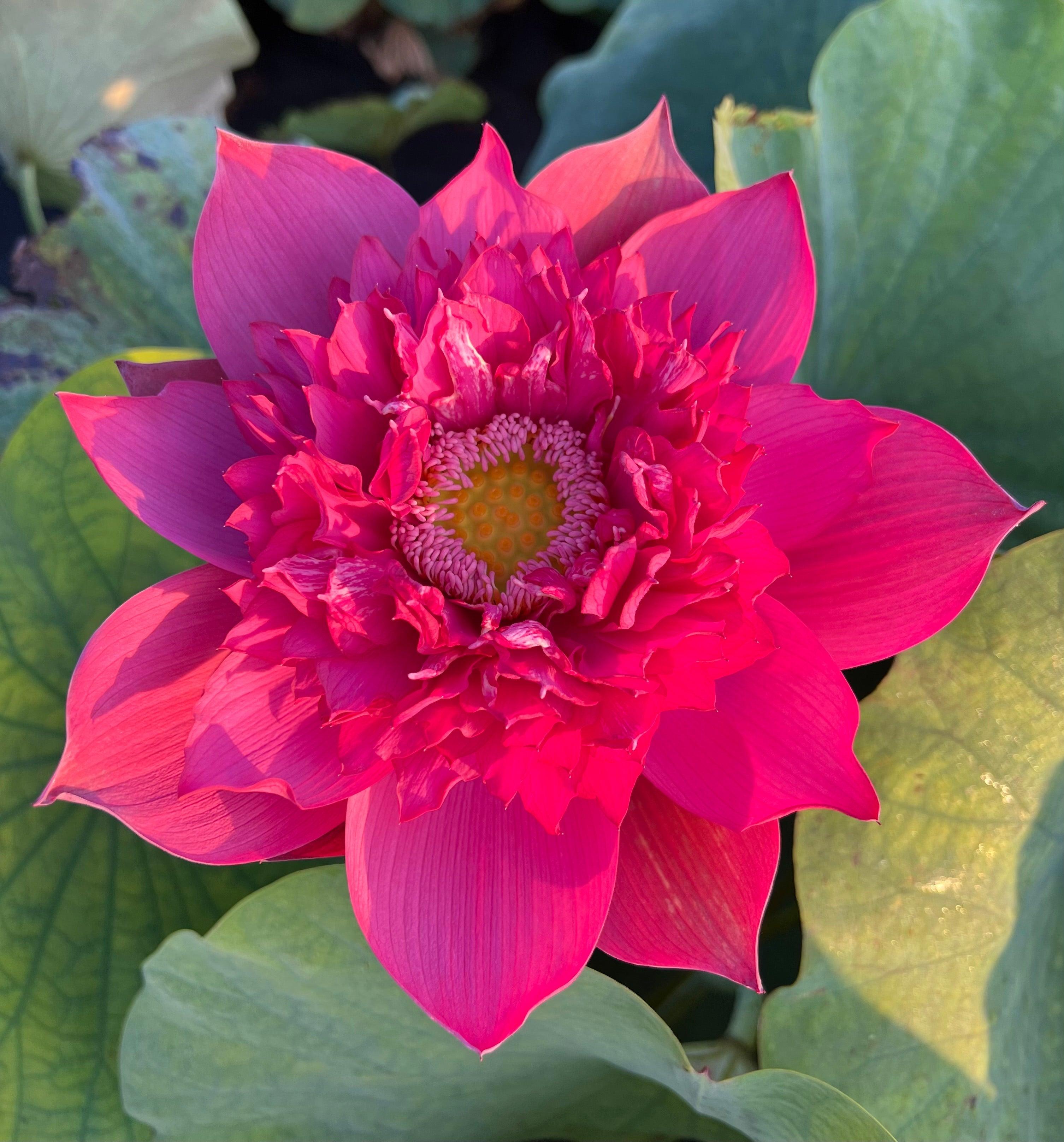 Red Phillips Lotus (Bare Root)