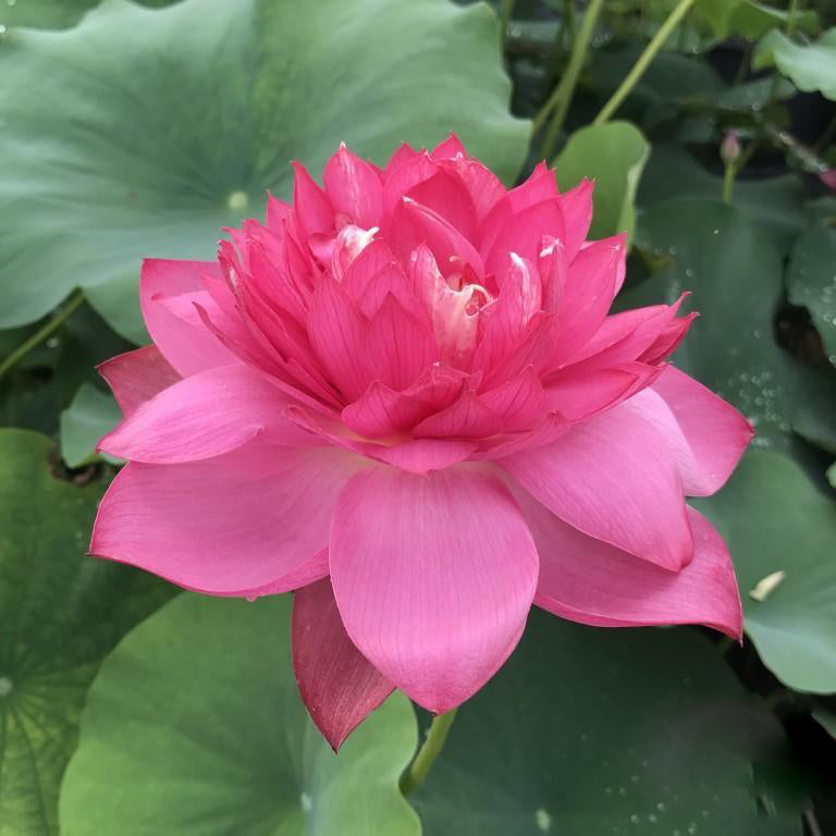 Red Tree Peony - Brilliant Red Lotus (Bare Root) - Play It Koi