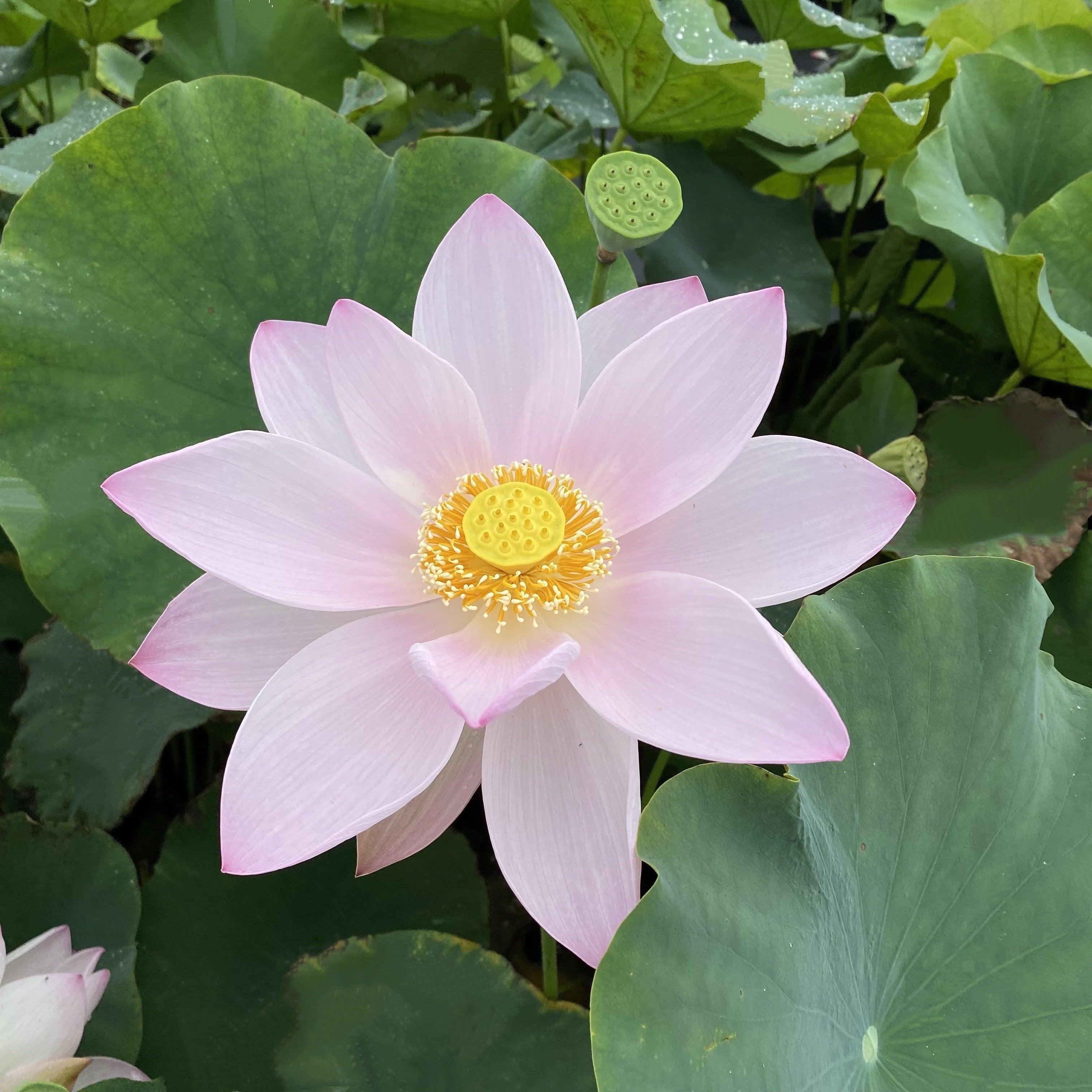 Reflection - The Perfect Blush of Pink Lotus (Bare Root) - Play It Koi