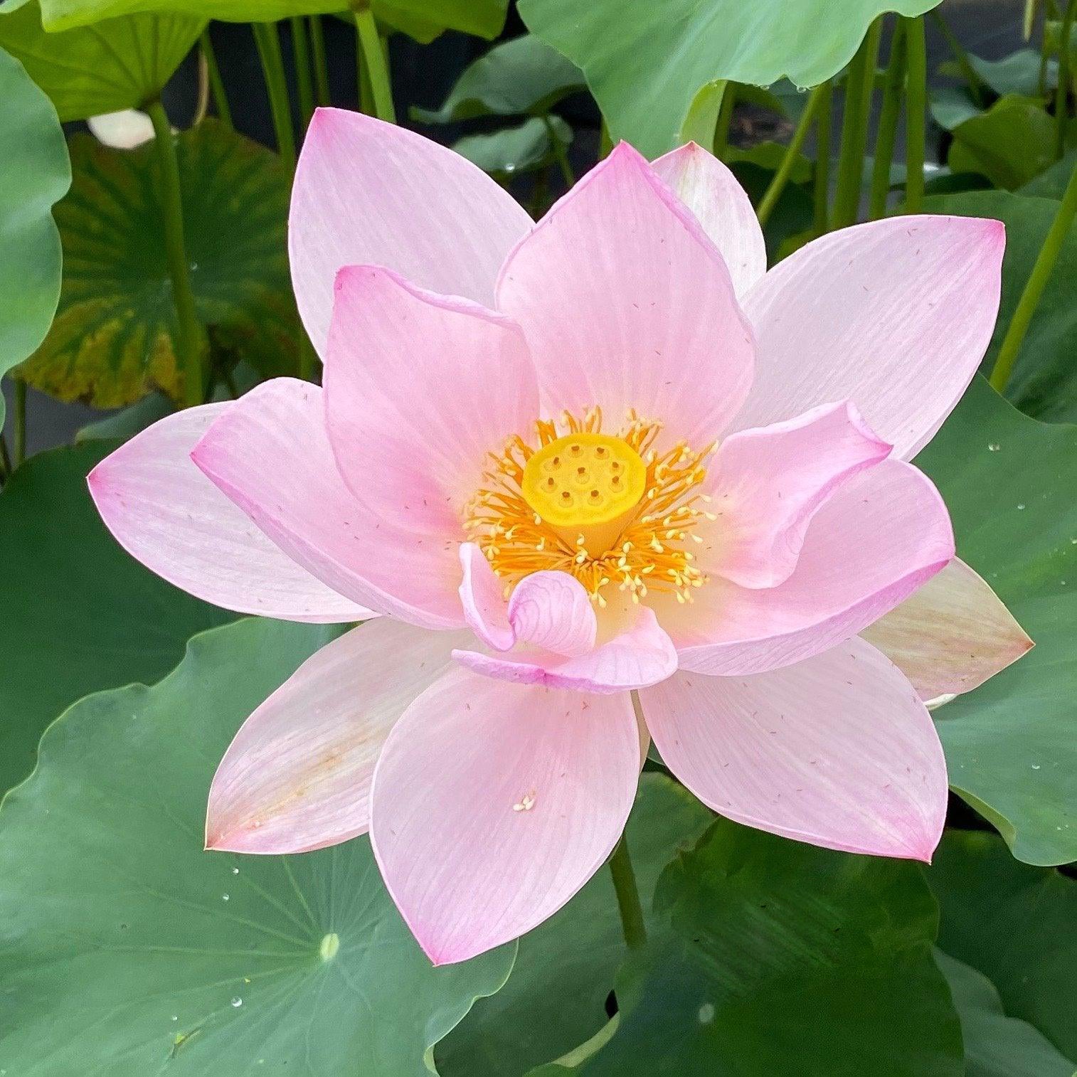 Reflection - The Perfect Blush of Pink Lotus (Bare Root) - Play It Koi