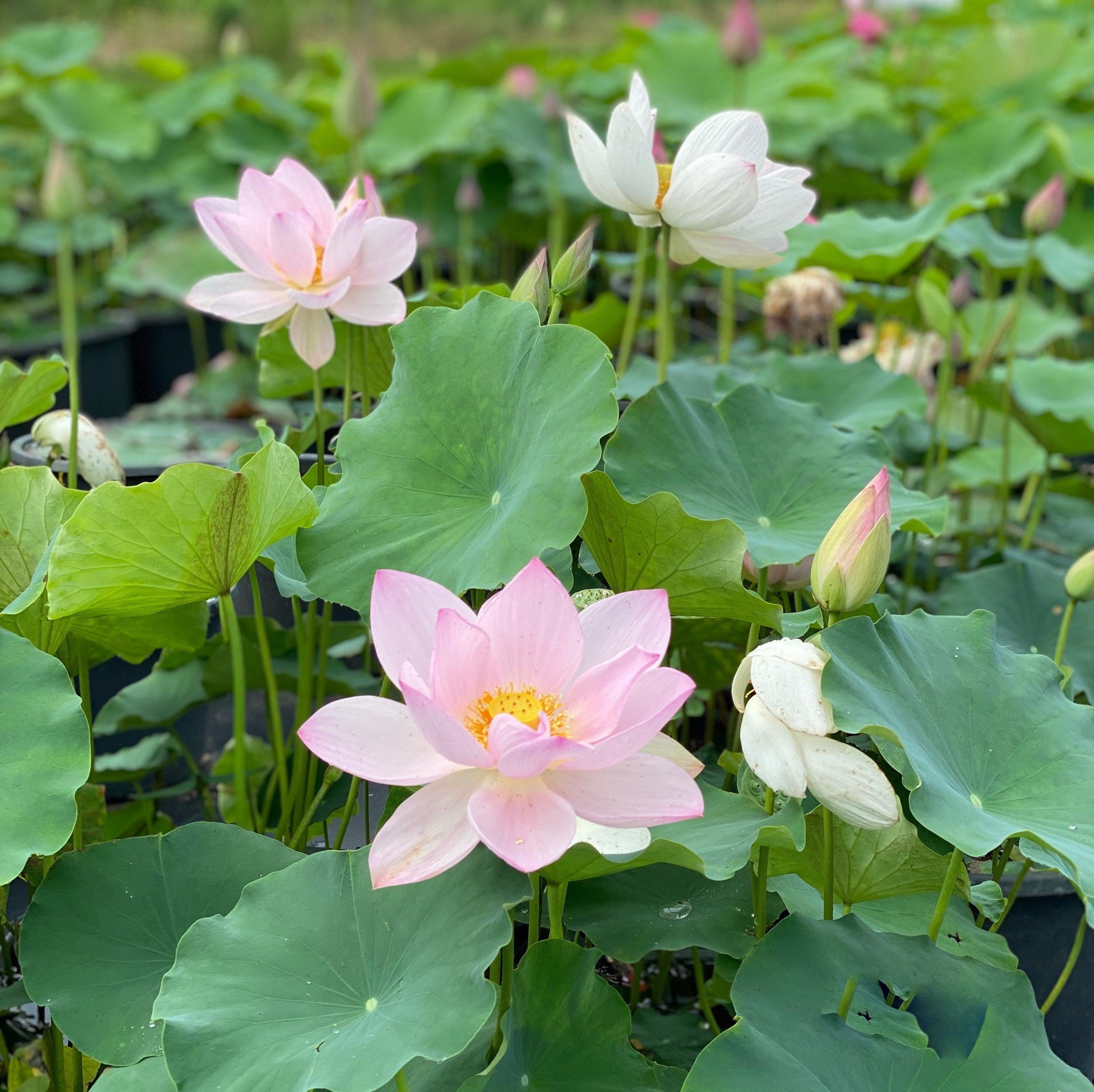 Reflection - The Perfect Blush of Pink Lotus (Bare Root) - Play It Koi