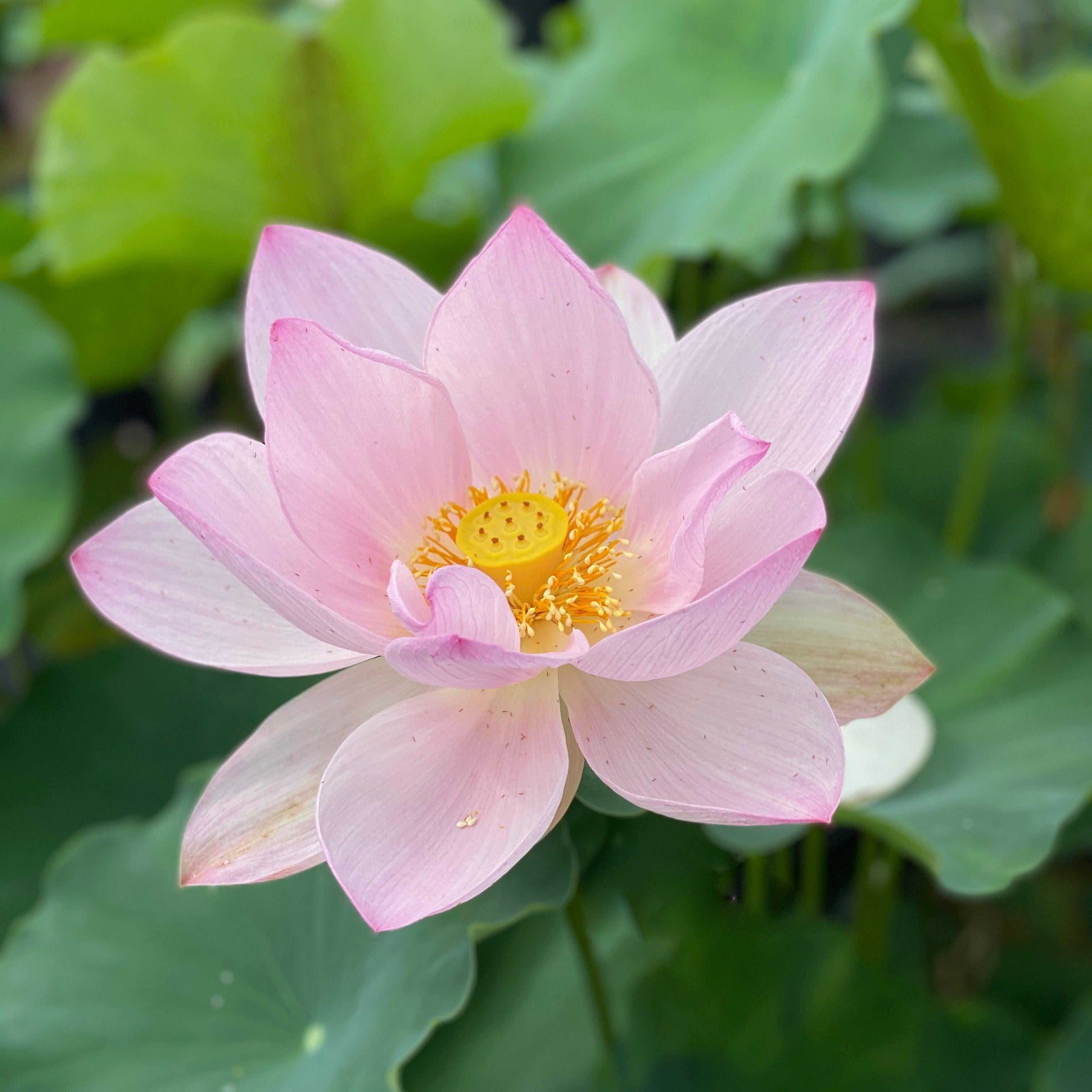 Reflection - The Perfect Blush of Pink Lotus (Bare Root) - Play It Koi