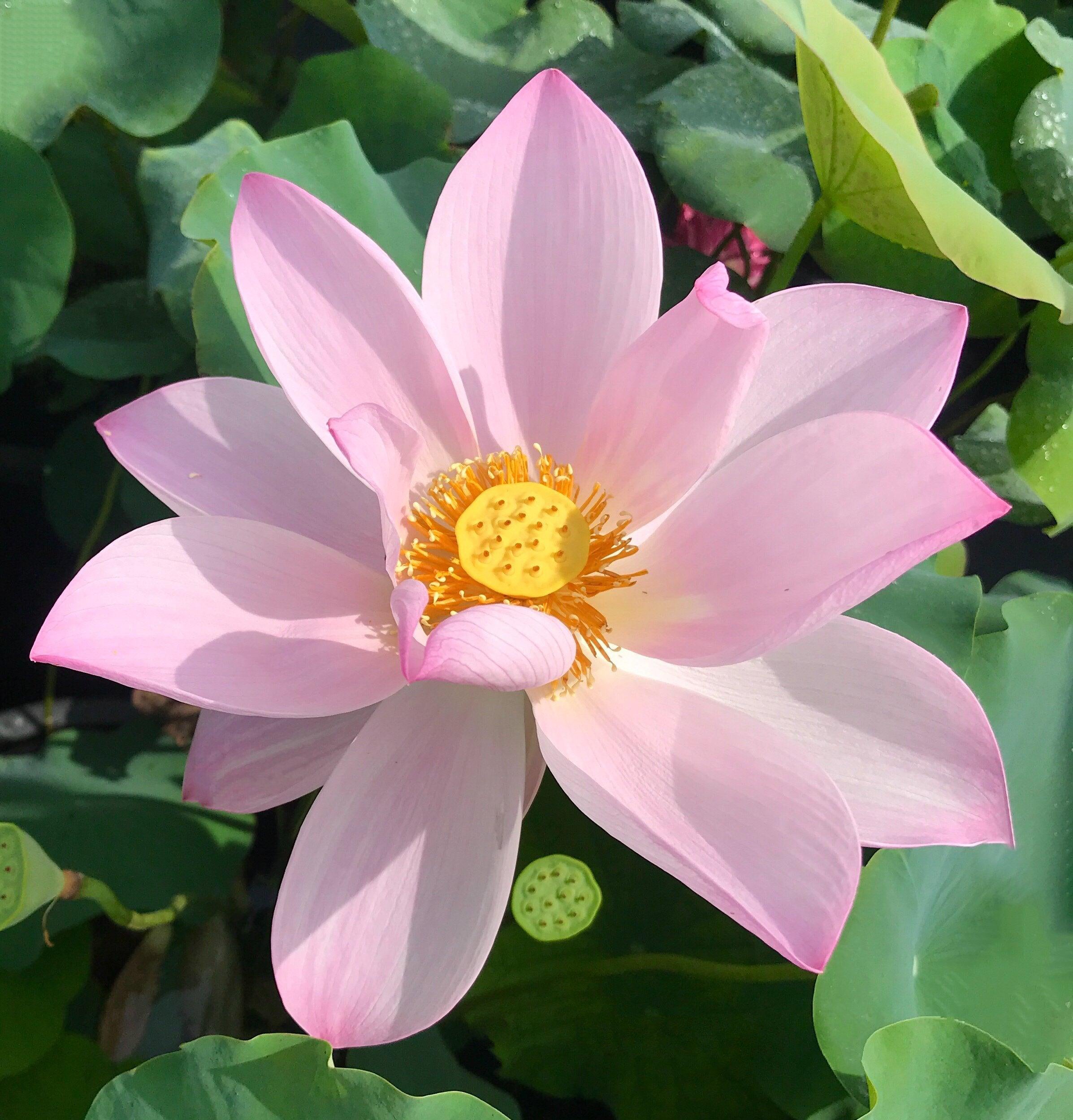 Reflection - The Perfect Blush of Pink Lotus (Bare Root) - Play It Koi