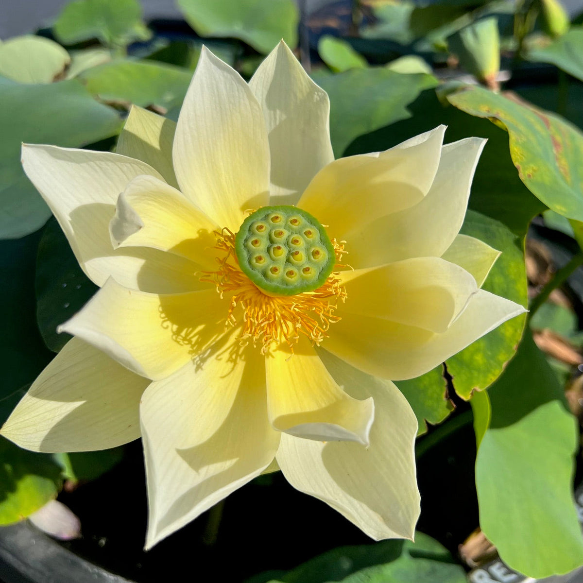 Renyin Breeze Lotus (Bare Root)