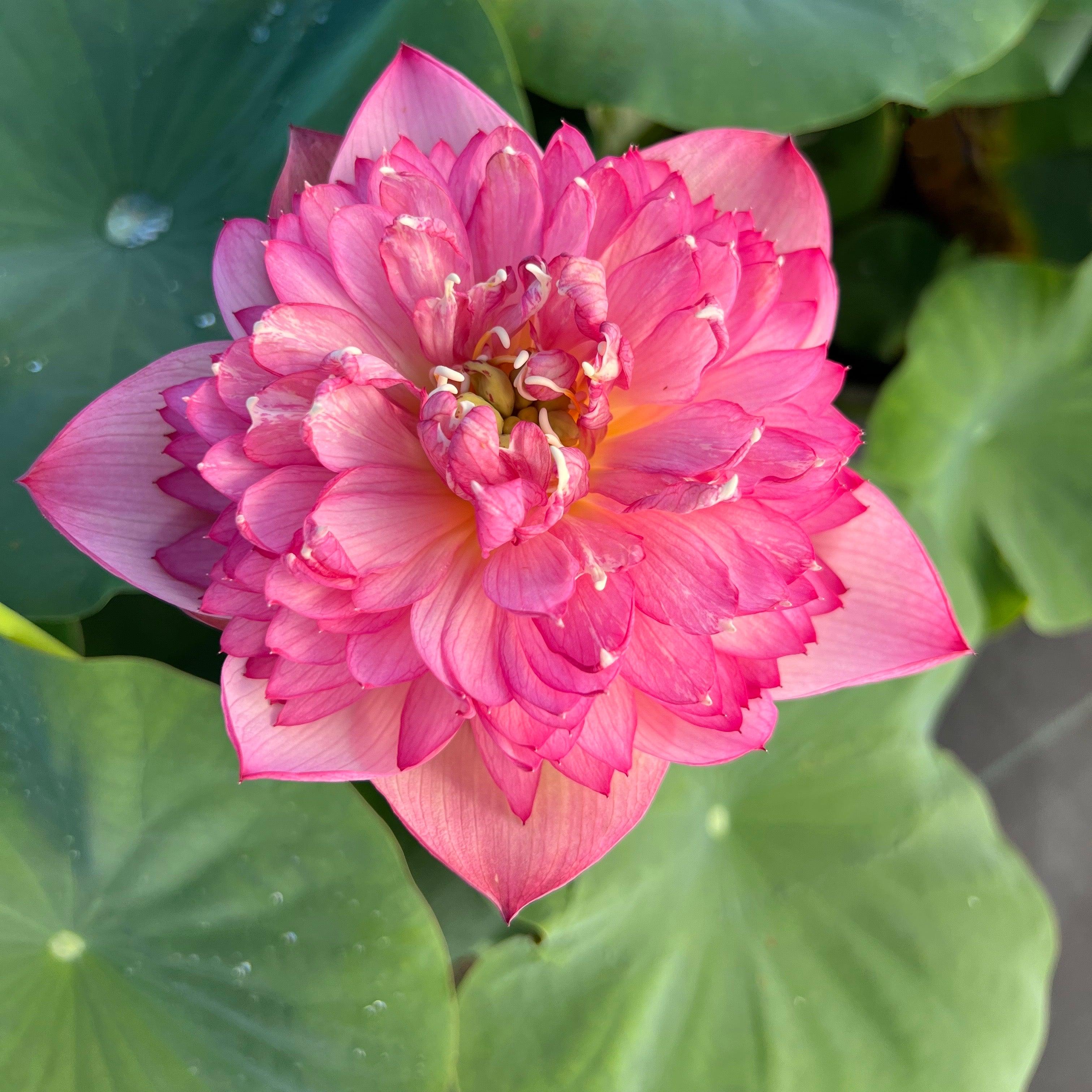 Rosy Red Duplicate Lotus (Bare Root) - Play It Koi