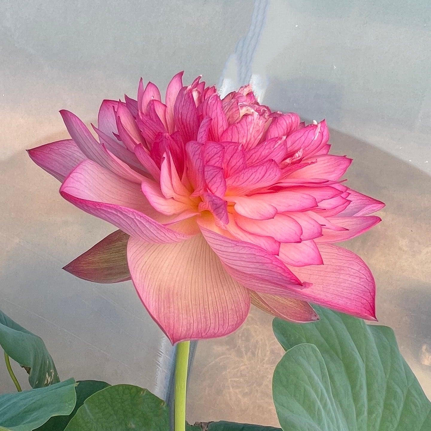 Rosy Red Duplicate Lotus (Bare Root) - Play It Koi