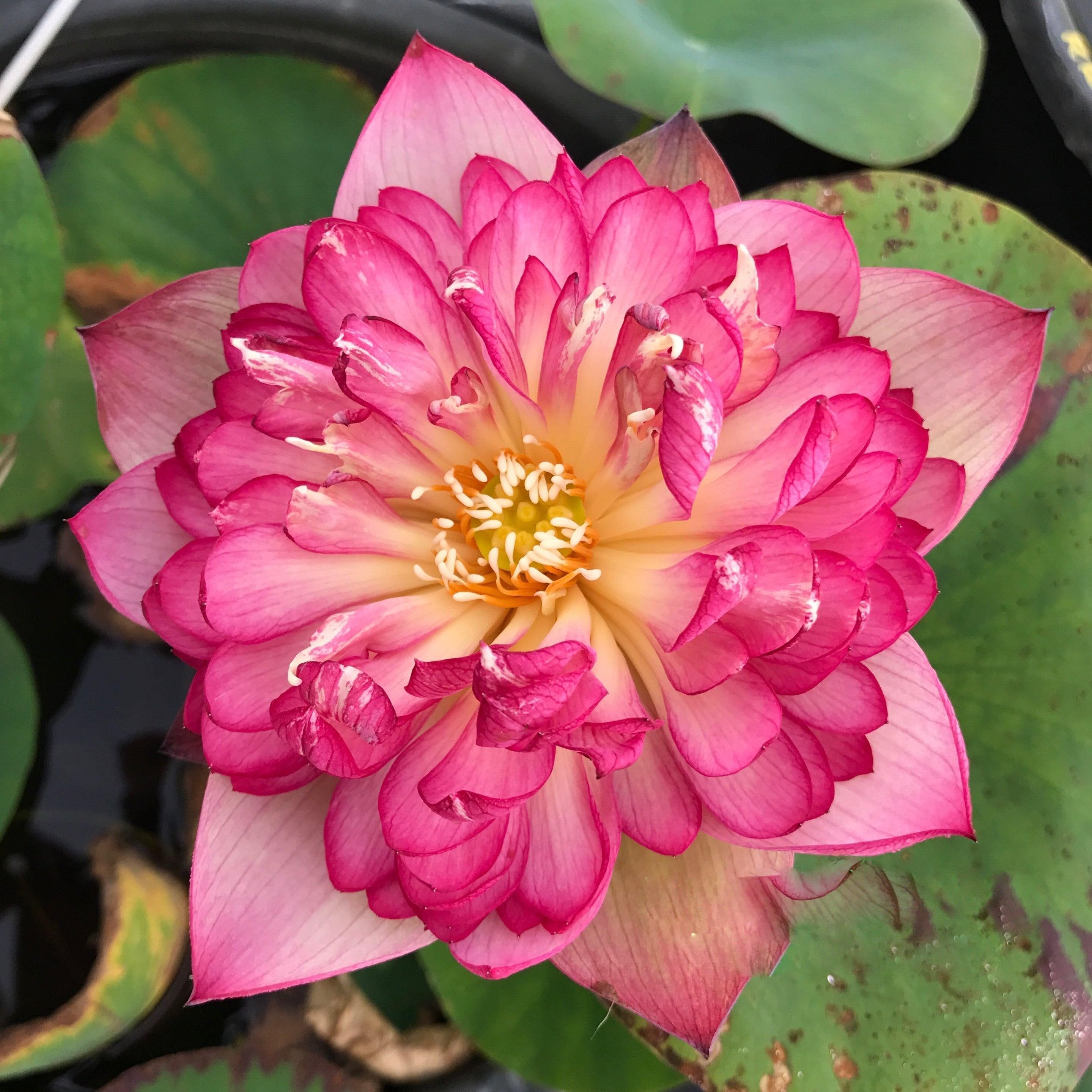 Rosy Red Duplicate Lotus (Bare Root) - Play It Koi