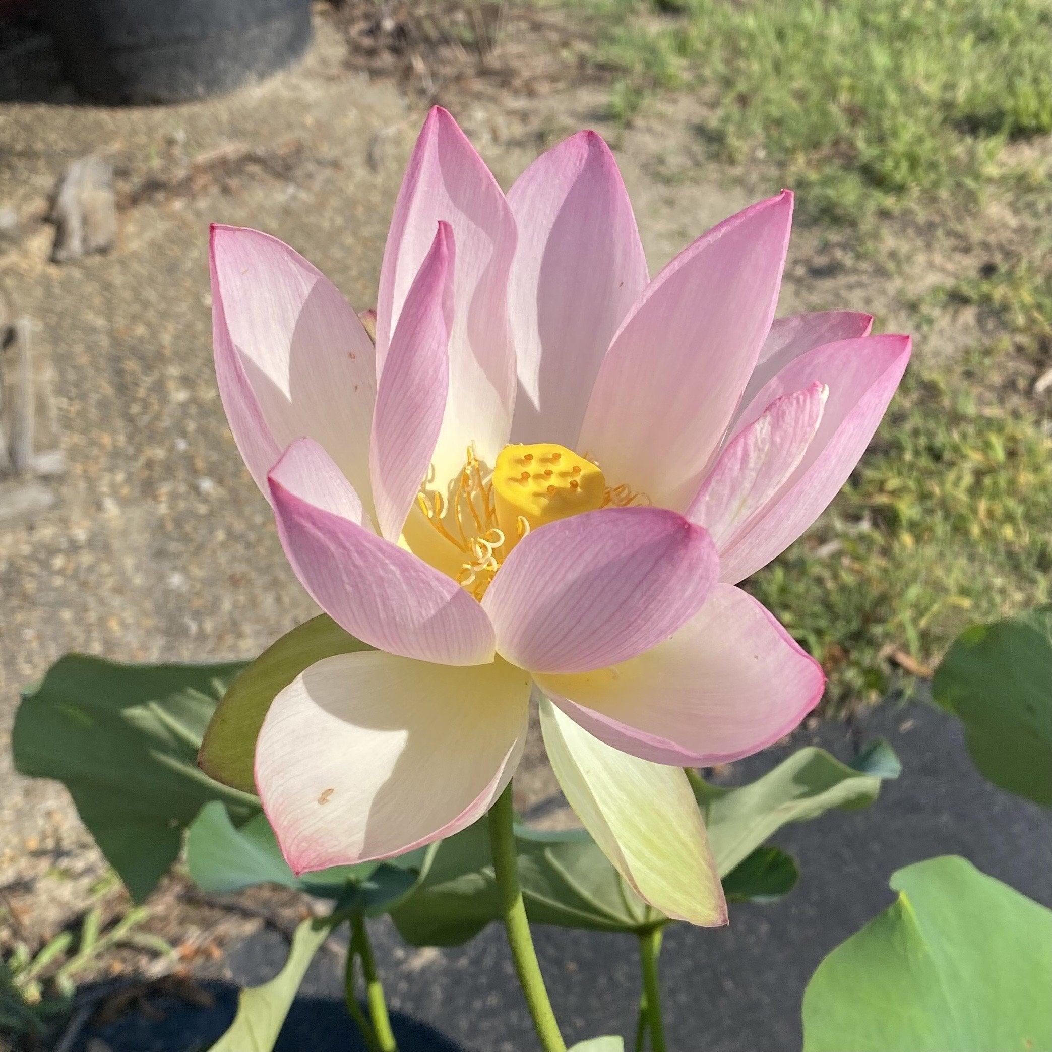 Ruby Gardner - A Piece of Alabama History Lotus (Bare Root) - Play It Koi