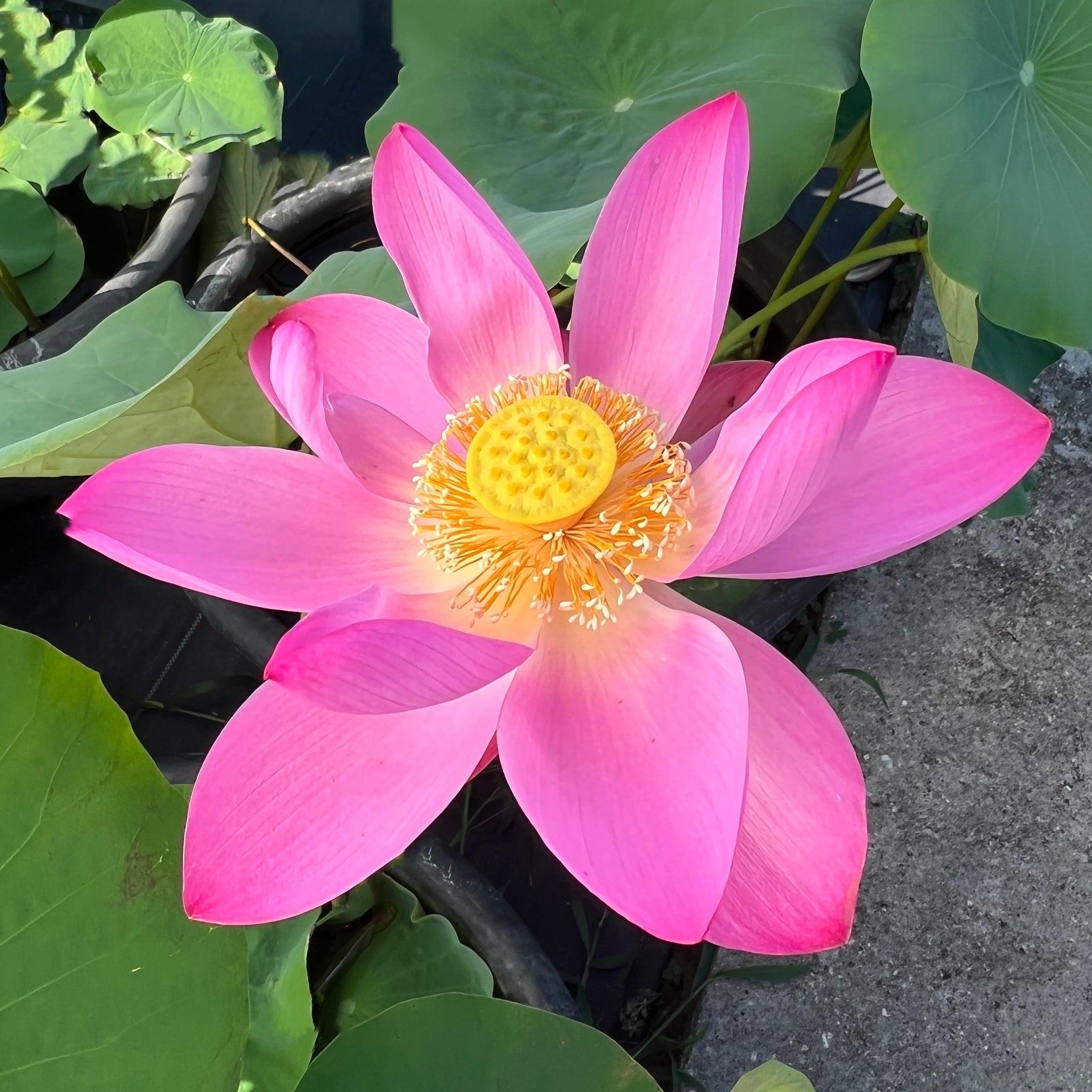 Russian Red Lotus (Bare Root)