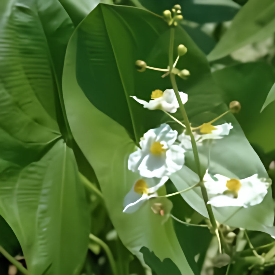 Sagittaria latifolia - Arrowhead (Bare Root) - Play It Koi