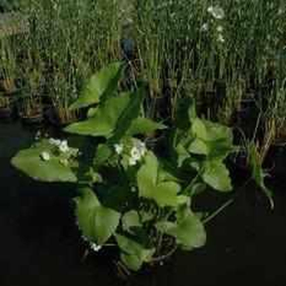 Sagittaria Latifolia 'BB' - Bloomin Baby Arrowhead (Bare Root) - Play It Koi