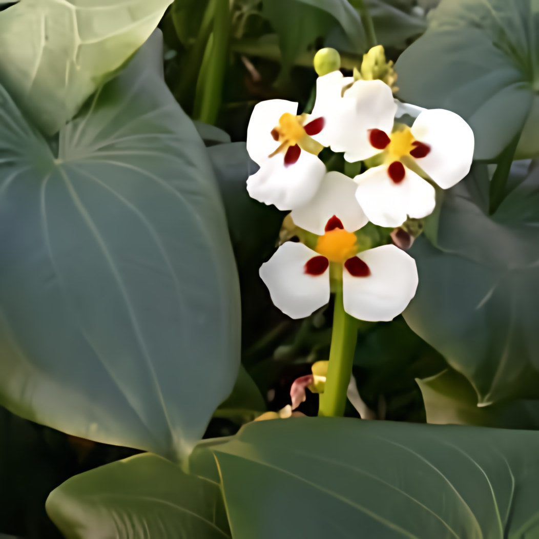 Sagittaria Montevidensis - Aztec Arrowhead (Bare Root) - Play It Koi