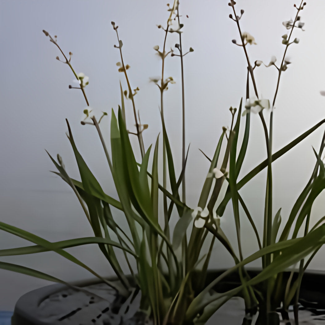 Sagittaria Spp. 'Rubrum' - Dwarf Red Stemmed Sagittaria (Bare Root) - Play It Koi