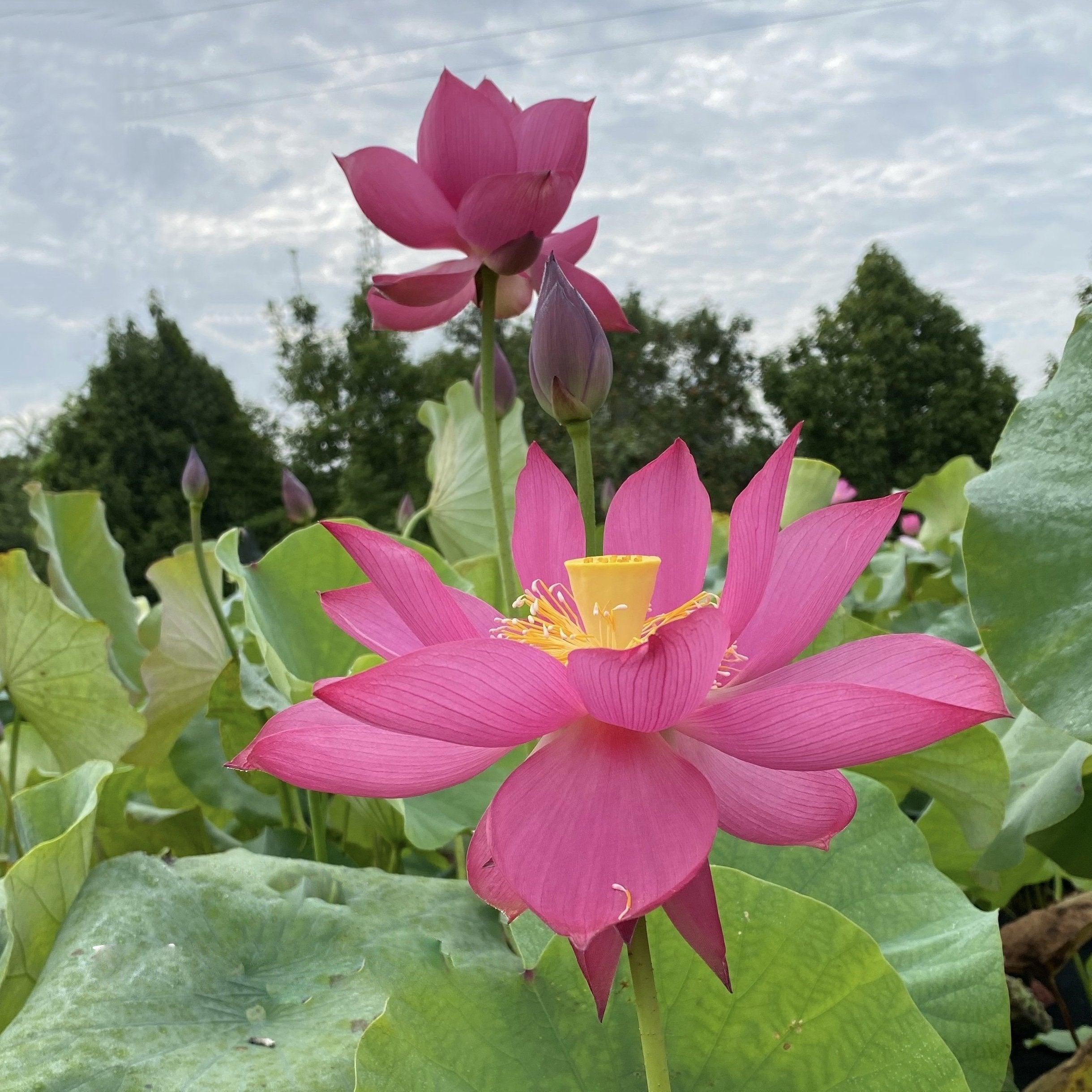 Shadow - Striped Petals Lotus (Bare Root) - Play It Koi