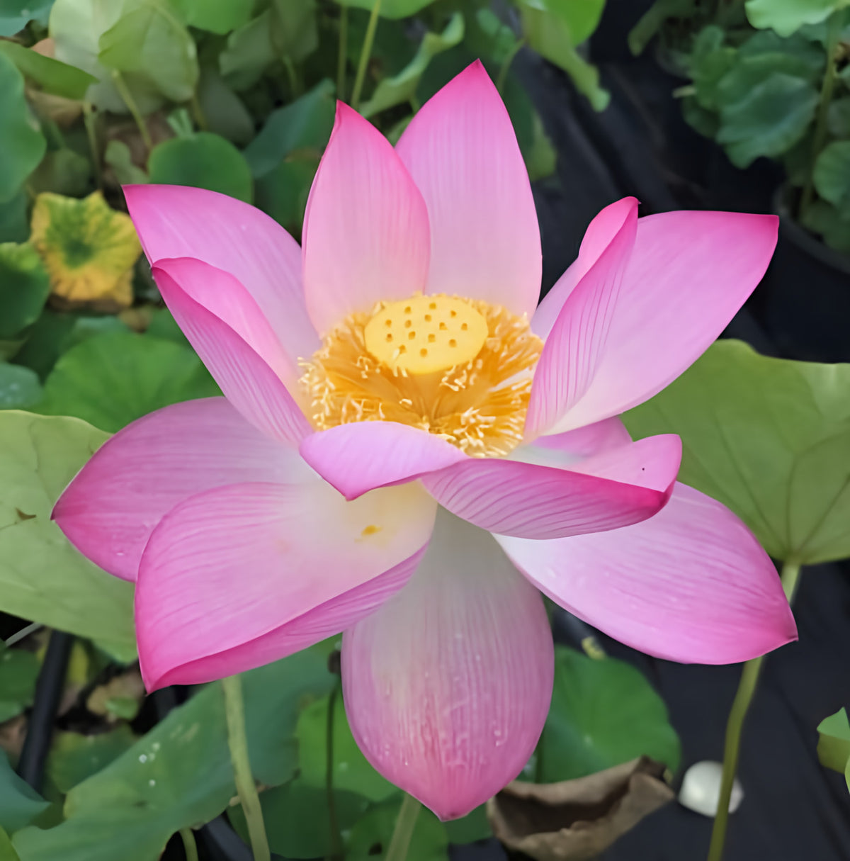 Shin Kago Hash Lotus (Bare Root) - Play It Koi