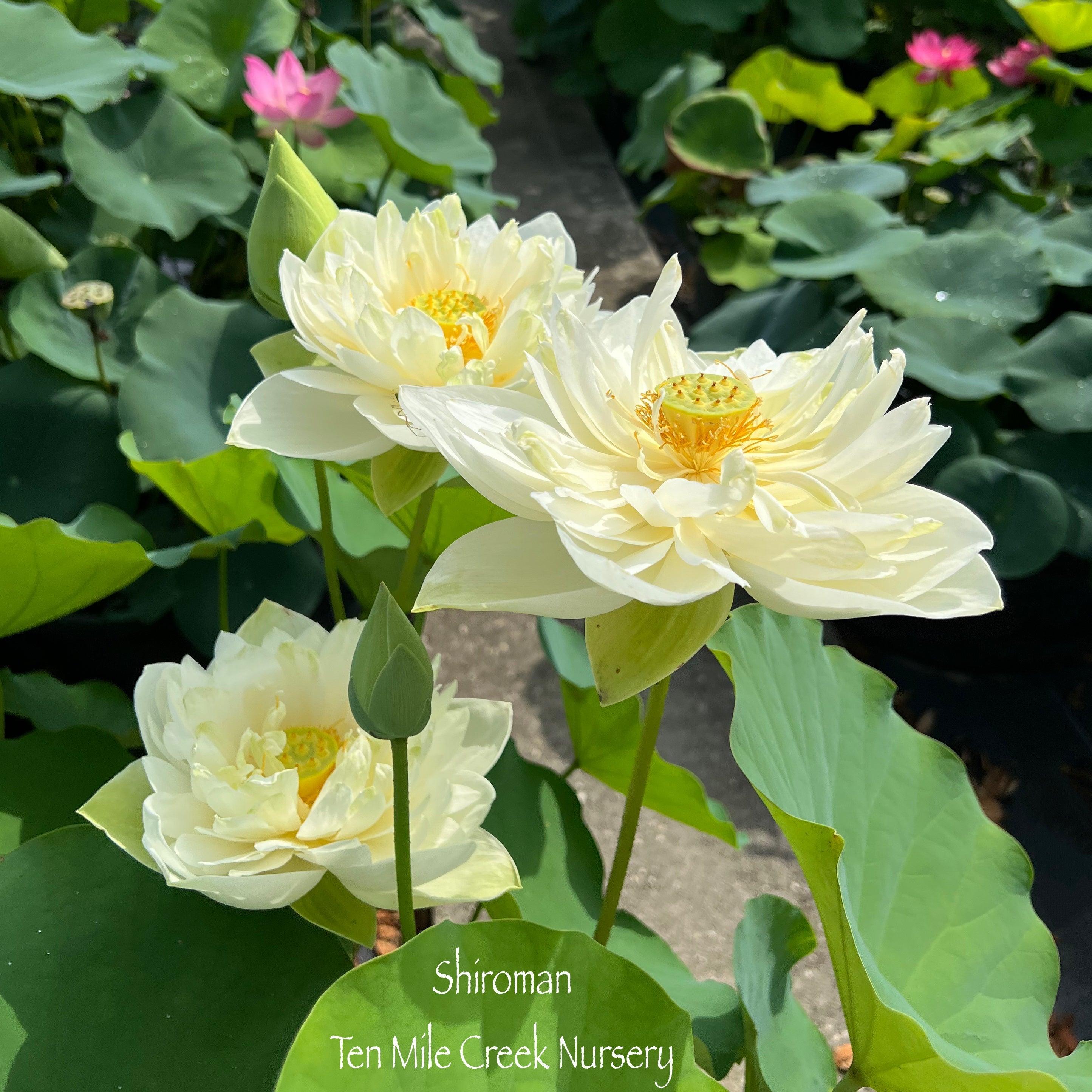 Shiroman Lotus (Bare Root) - Play It Koi