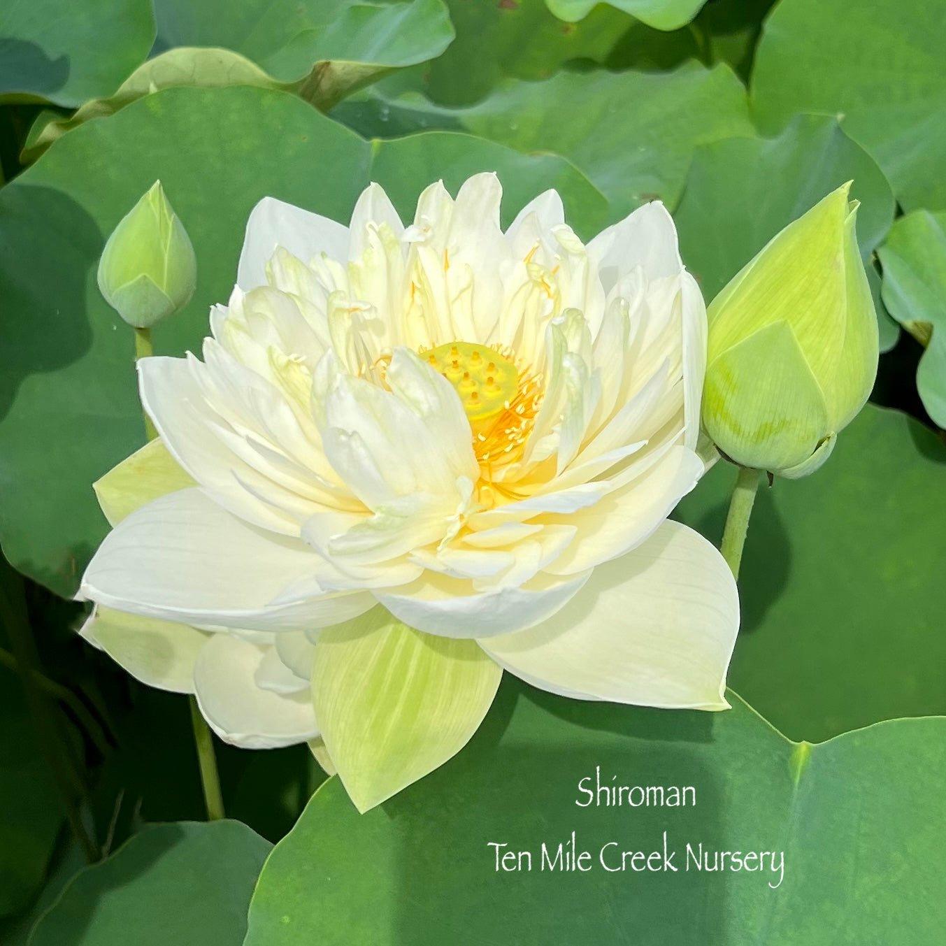 Shiroman Lotus (Bare Root) - Play It Koi