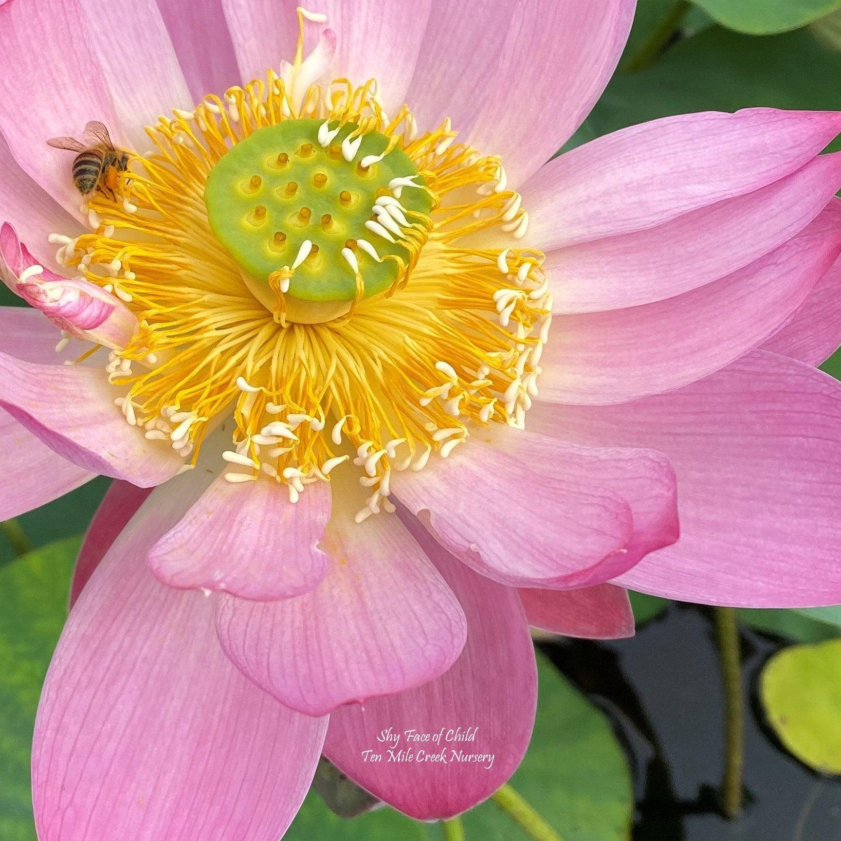 Shy Face of Child Lotus (Bare Root) - Play It Koi