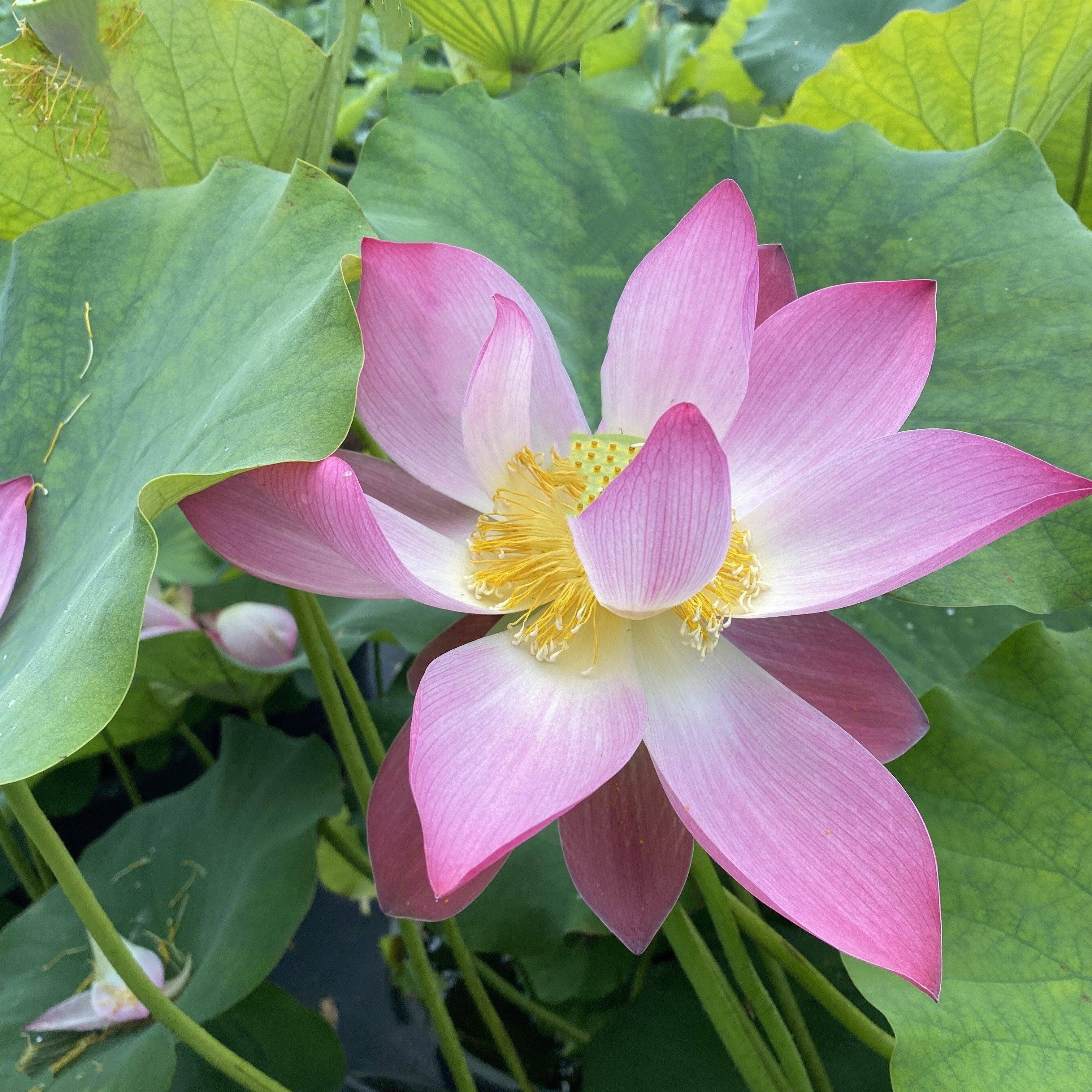 Shy Face of Child Lotus (Bare Root) - Play It Koi