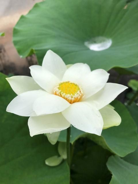 Snow Beauty - Pure White Beauty Lotus (Bare Root) - Play It Koi