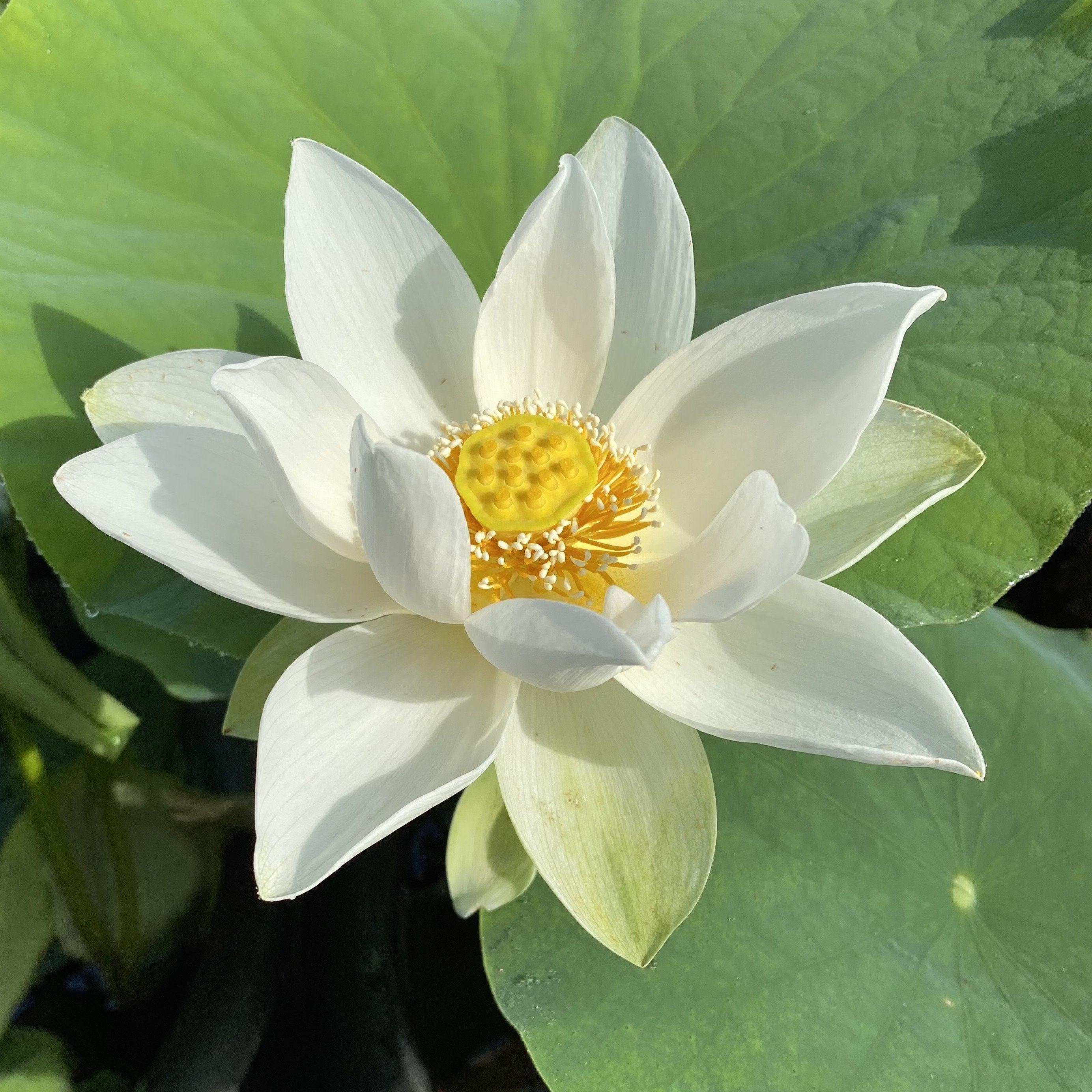 Snow Beauty - Pure White Beauty Lotus (Bare Root) - Play It Koi