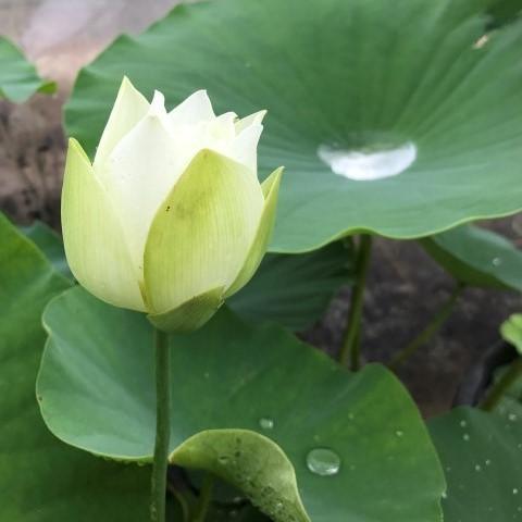 Snow Beauty - Pure White Beauty Lotus (Bare Root) - Play It Koi