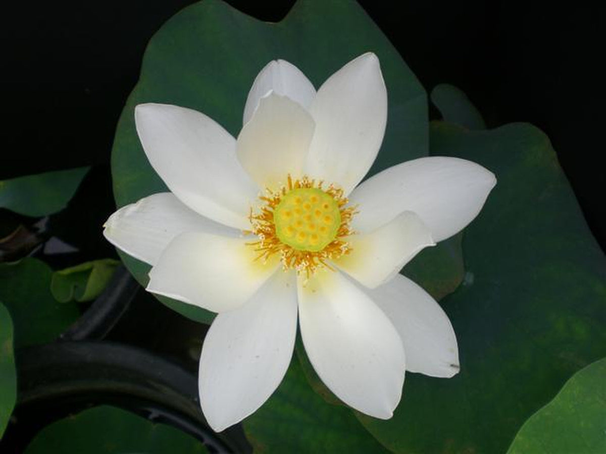 Snow Beauty - Pure White Beauty Lotus (Bare Root) - Play It Koi