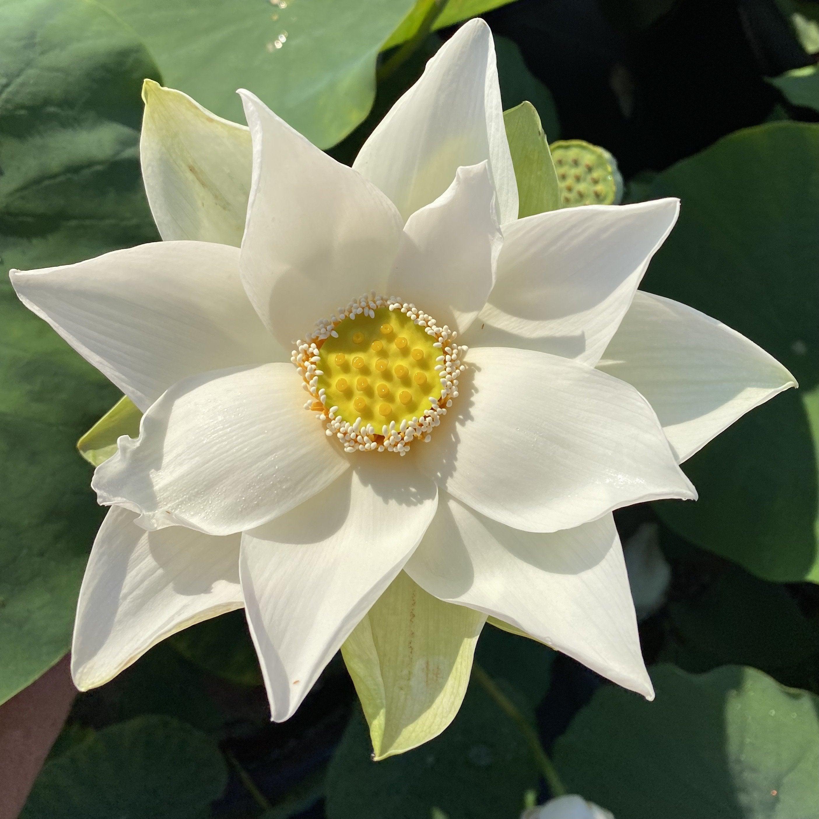 Snow Beauty - Pure White Beauty Lotus (Bare Root) - Play It Koi