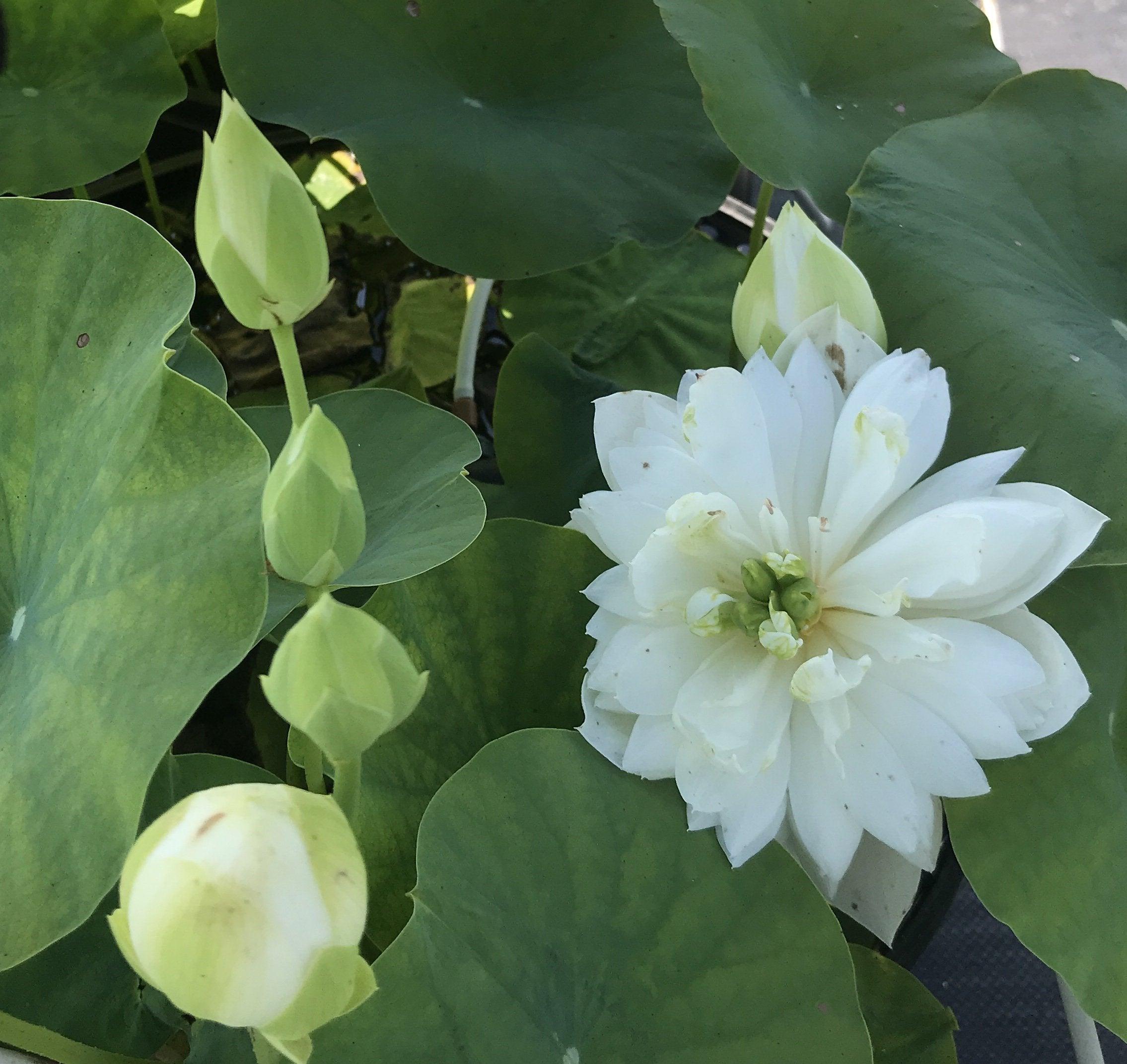 Snow Loving - Extra Small Bowl Lotus (Bare Root) - Play It Koi