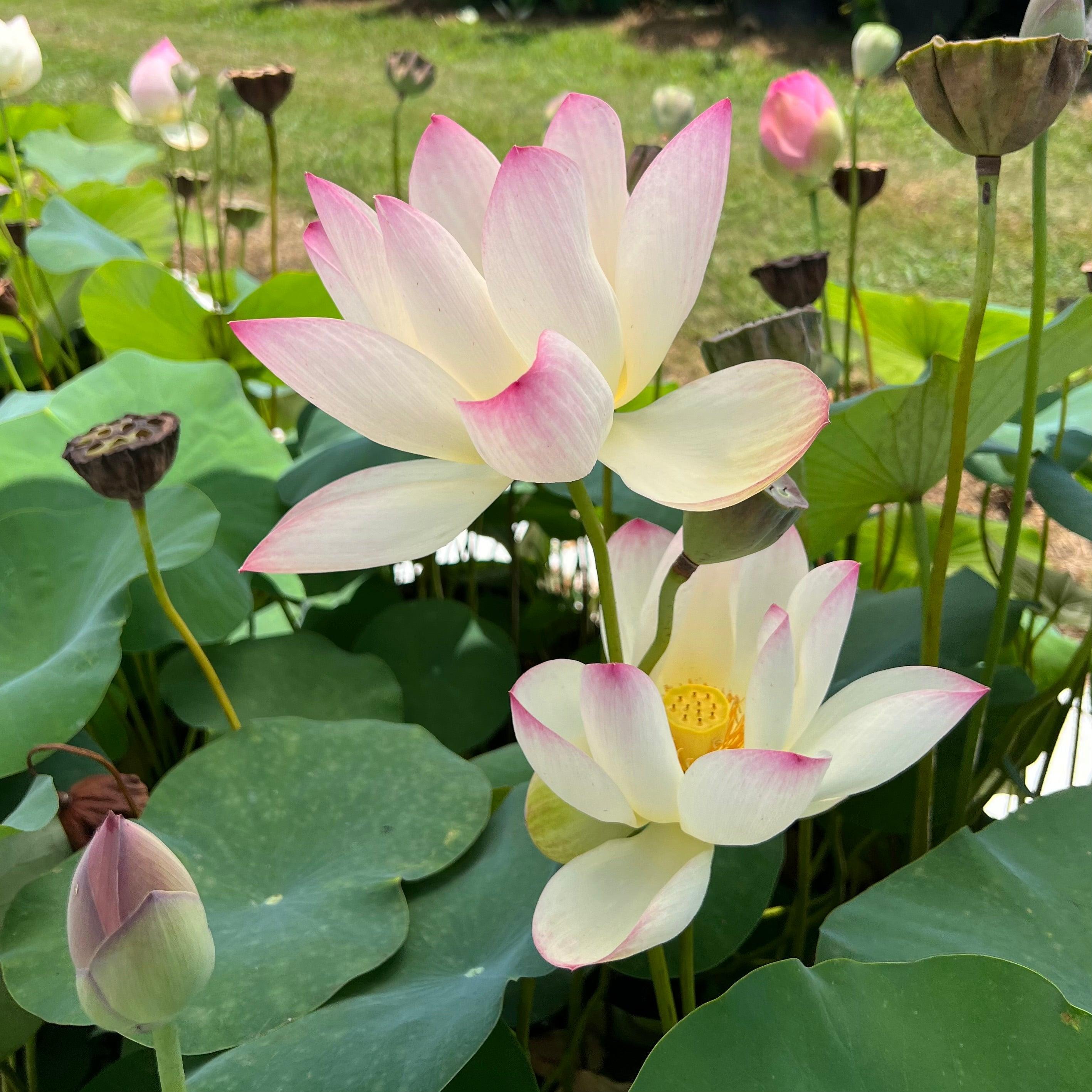 Somahai - A Flower Forest Lotus (Bare Root) - Play It Koi