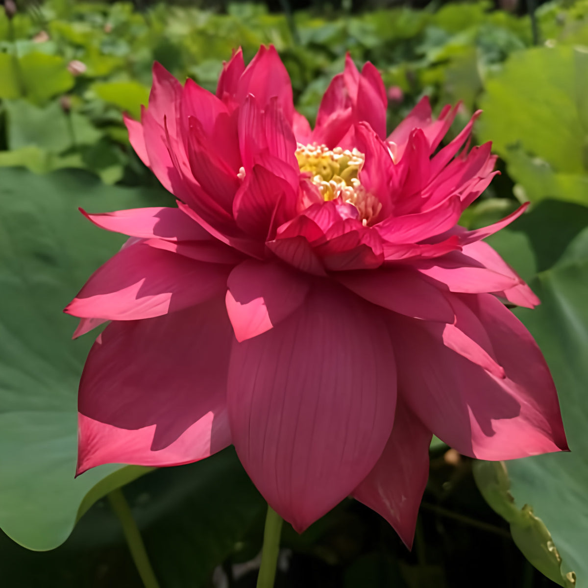 Splendors Red Lotus (Bare Root)