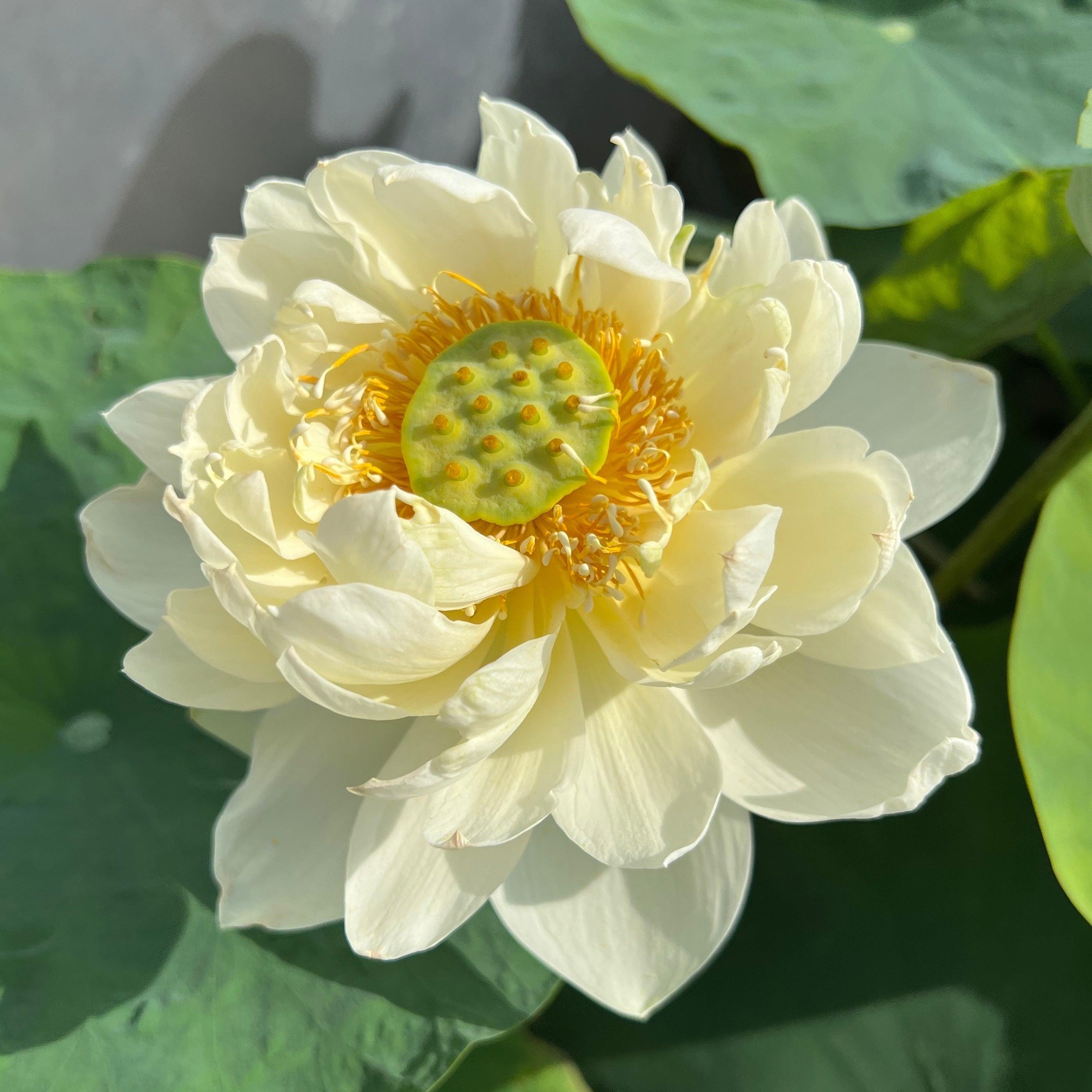 Spring in Nanjing Lotus (Bare Root) - Play It Koi