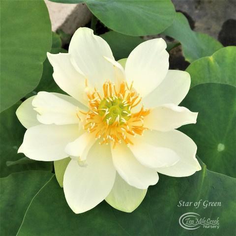 Star of Green - Perfection Every Time Lotus (Bare Root) - Play It Koi