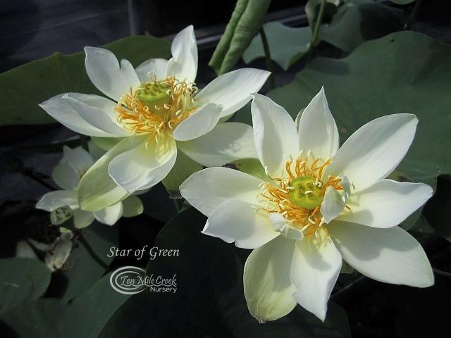 Star of Green - Perfection Every Time Lotus (Bare Root) - Play It Koi