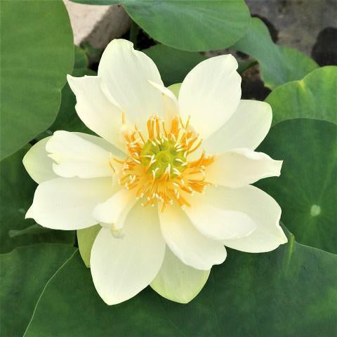 Star of Green - Perfection Every Time Lotus (Bare Root) - Play It Koi