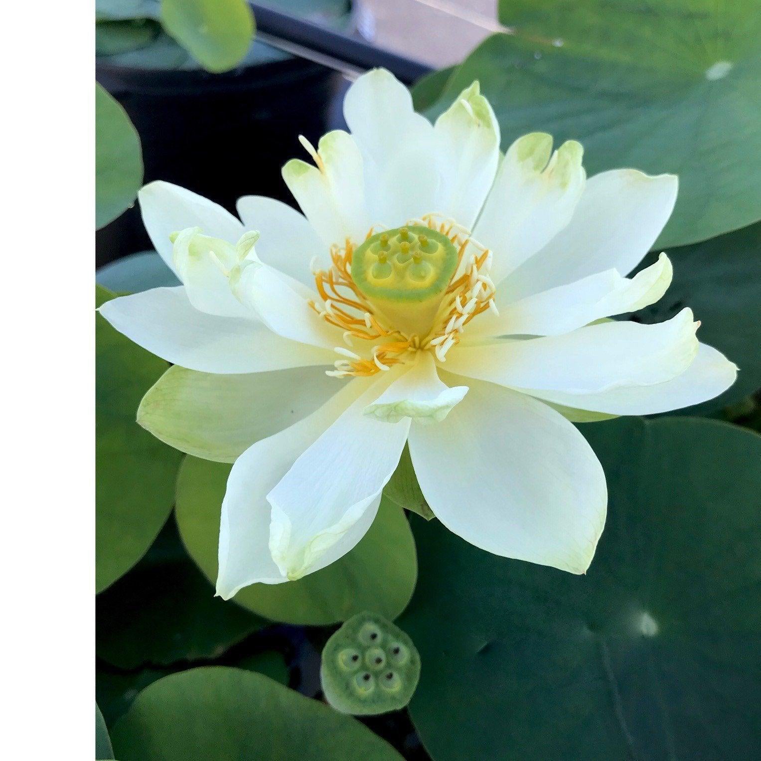 Star of Green - Perfection Every Time Lotus (Bare Root) - Play It Koi