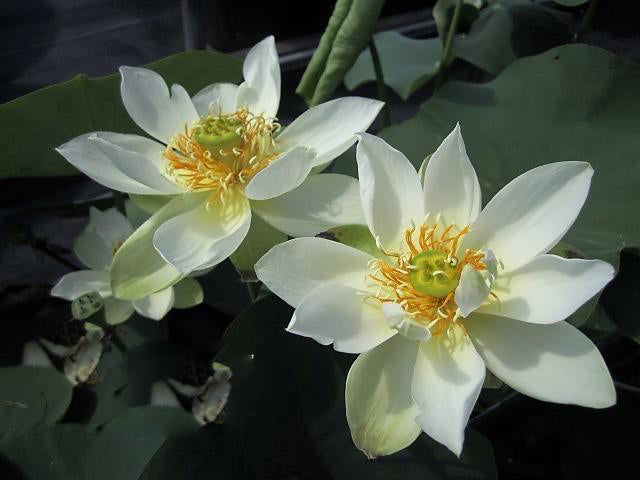 Star of Green - Perfection Every Time Lotus (Bare Root) - Play It Koi