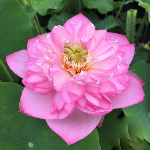 Sugar Pie Pink - Sweet as Sugar Lotus (Bare Root) - Play It Koi