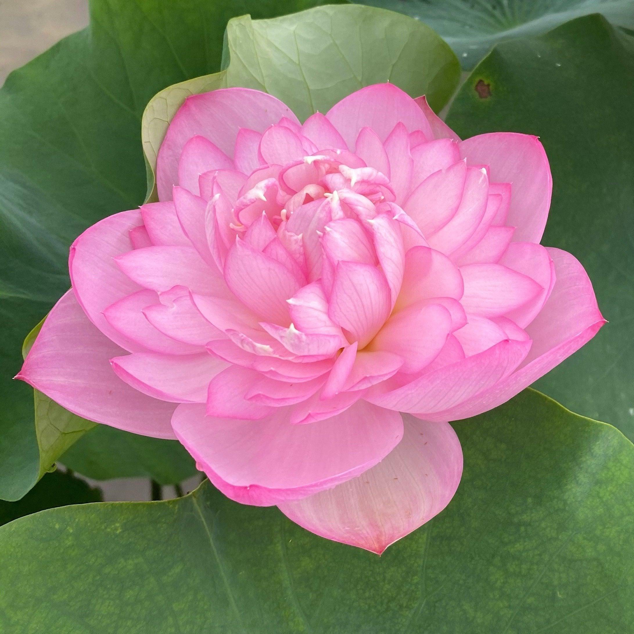 Sugar Pie Pink - Sweet as Sugar Lotus (Bare Root) - Play It Koi