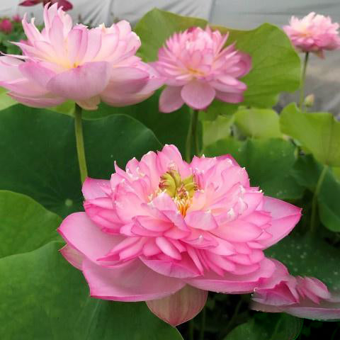 Sugar Pie Pink - Sweet as Sugar Lotus (Bare Root) - Play It Koi