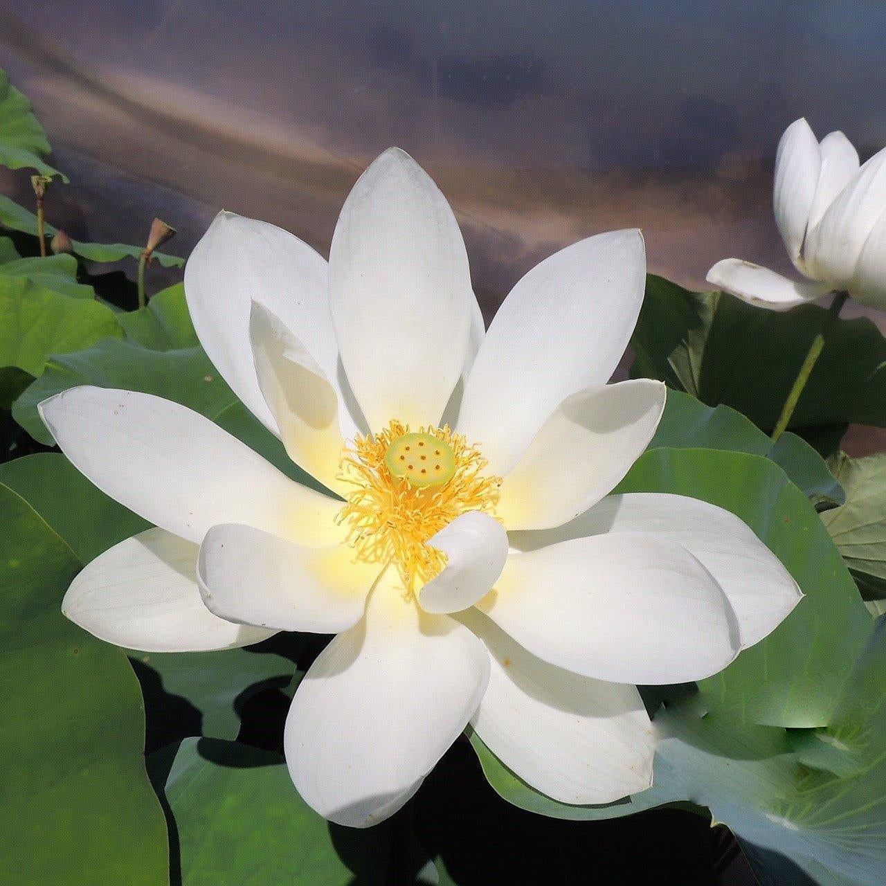 Sun on Snow - Gold and White Lotus (Bare Root) - Play It Koi