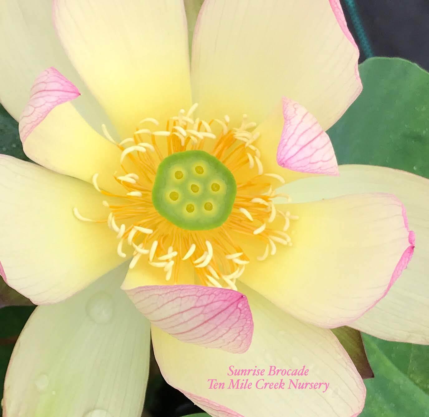 Sunrise Brocade - Amazing Color Lotus (Bare Root) - Play It Koi