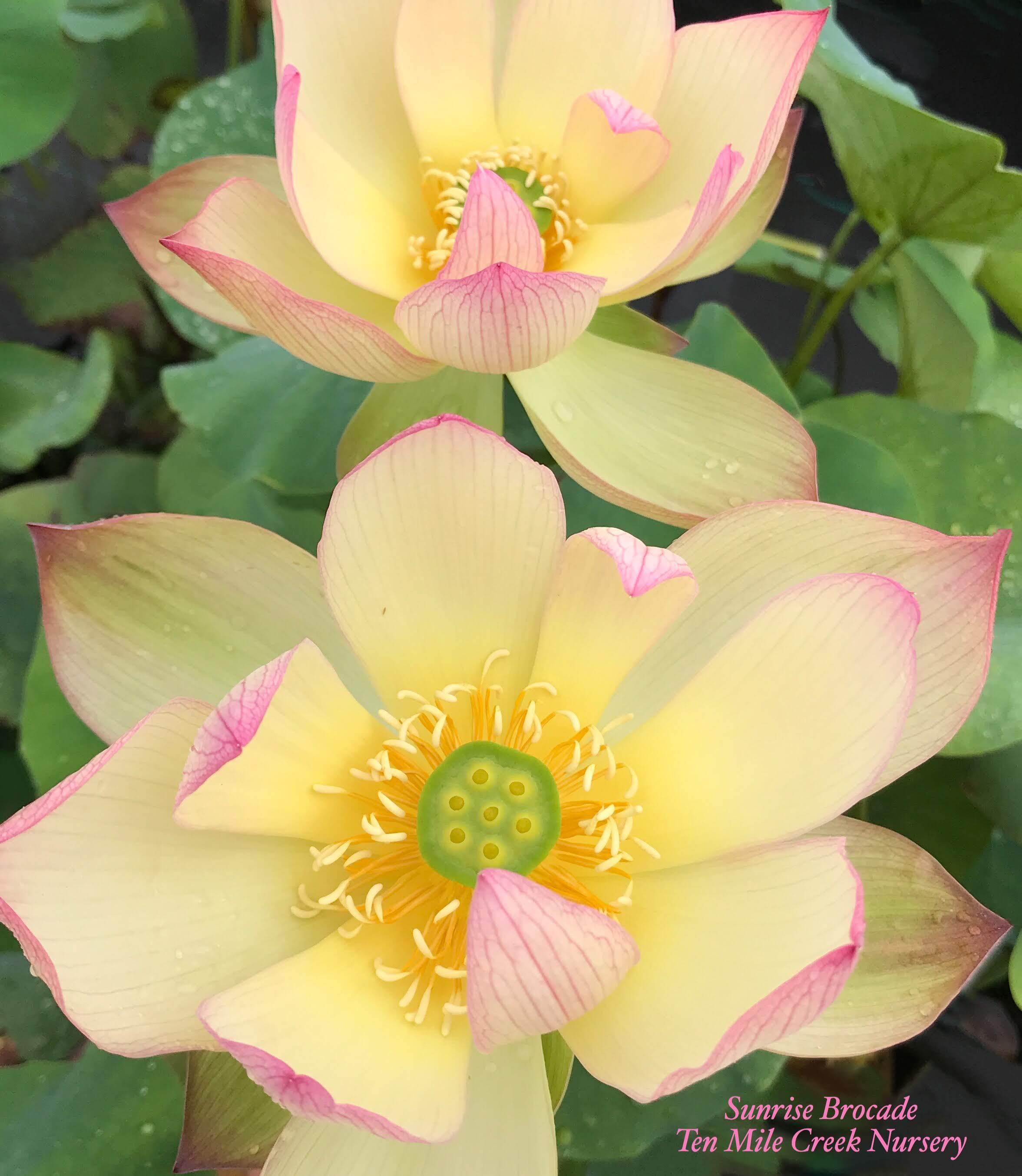 Sunrise Brocade - Amazing Color Lotus (Bare Root) - Play It Koi