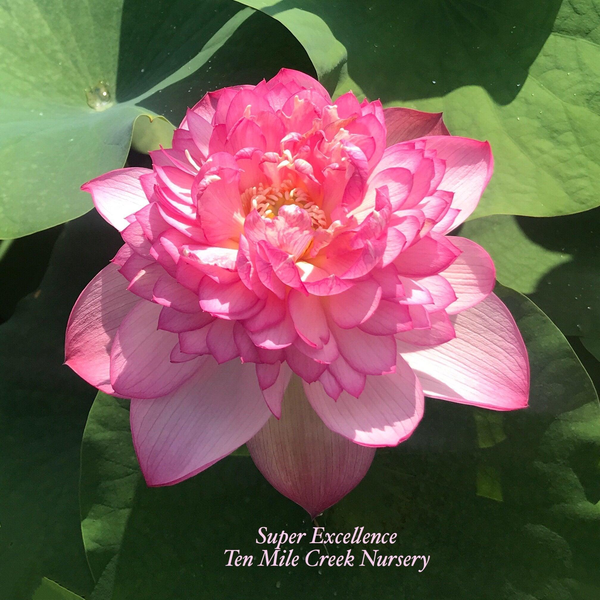 Super Excellence Lotus (Bare Root) - Play It Koi