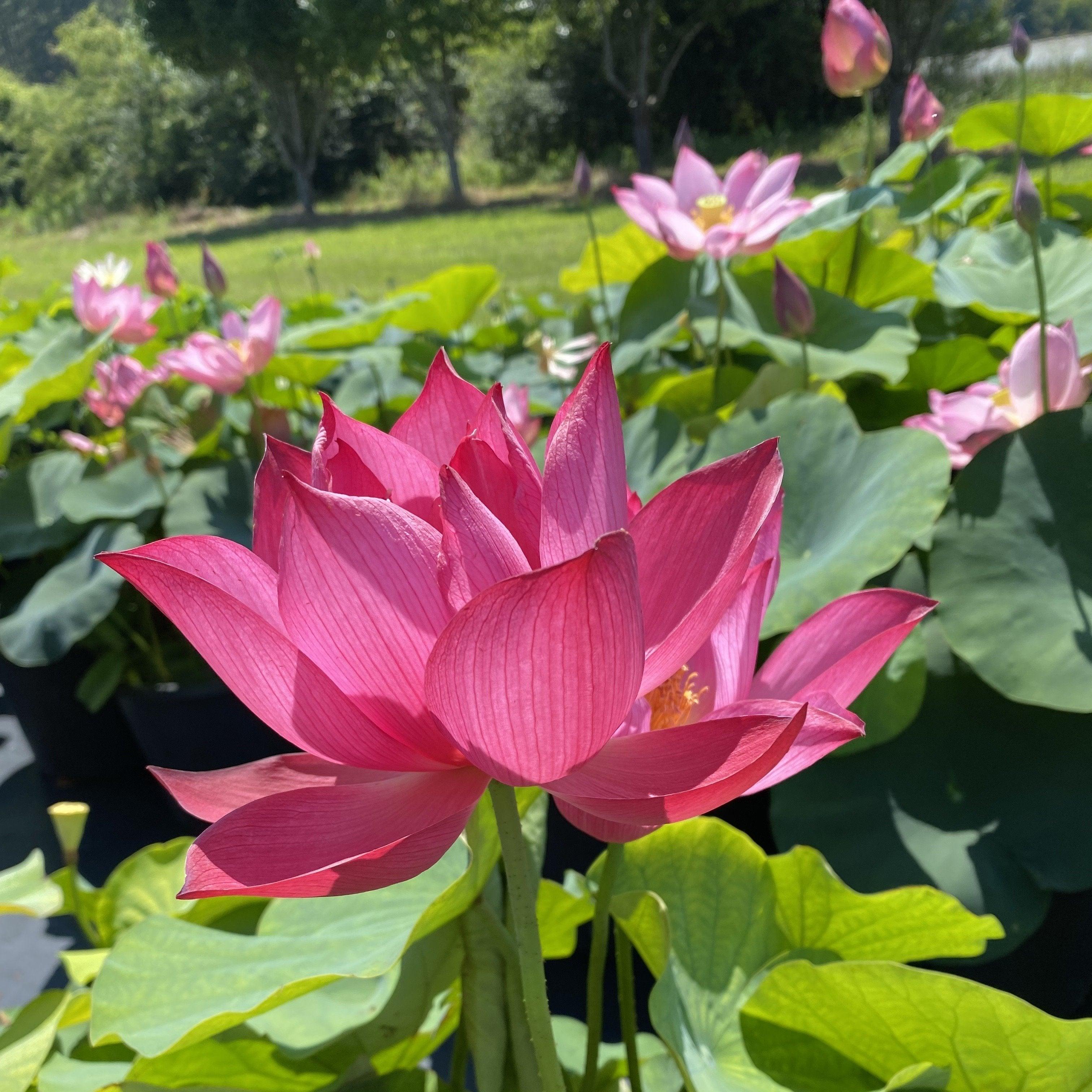 Tender Love Lotus (Bare Root) - Play It Koi