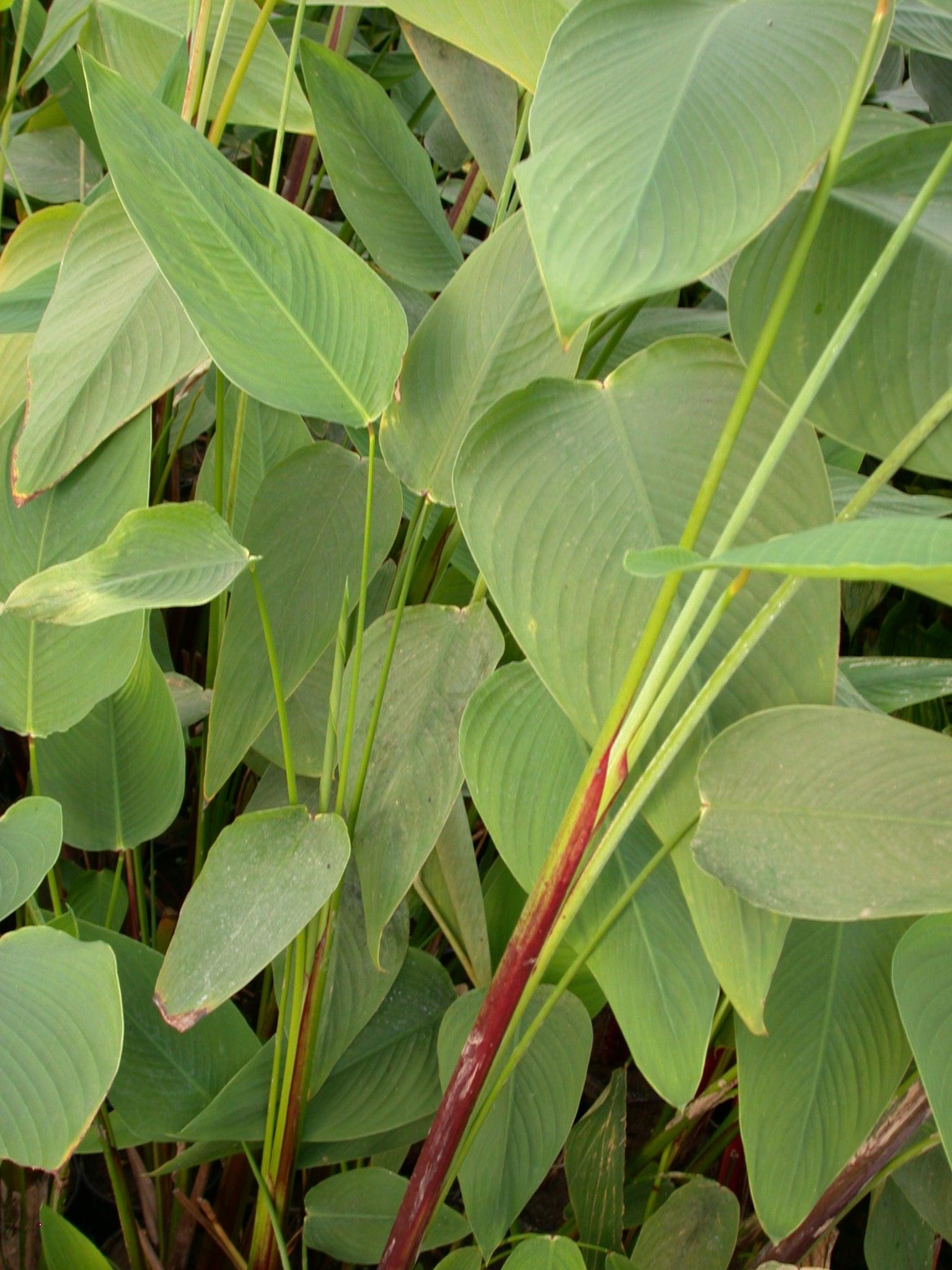 Thalia Geniculata Ruminoides (Redstem Thalia) (Bare Root) - Play It Koi