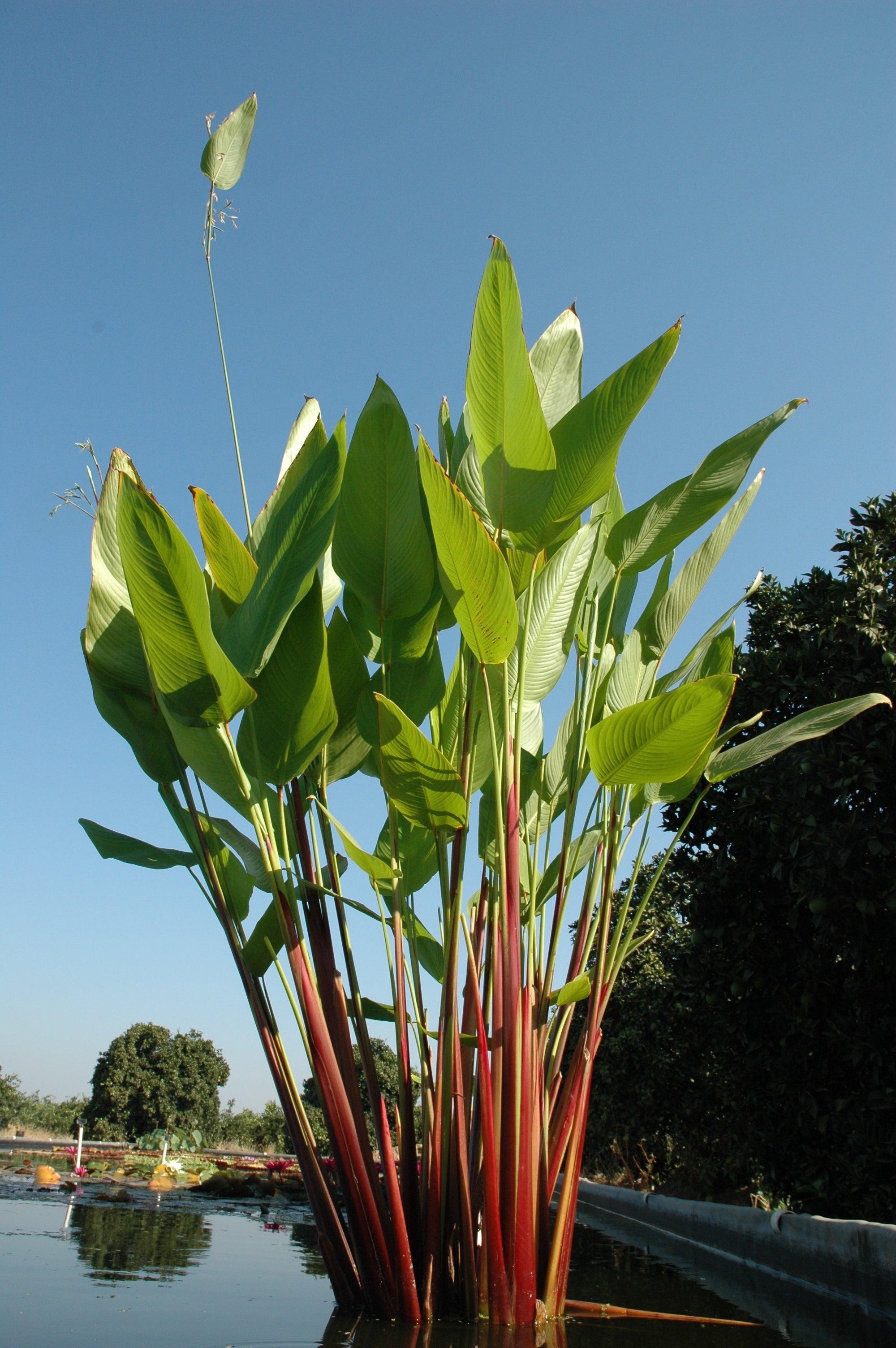 Thalia Geniculata Ruminoides (Redstem Thalia) (Bare Root) - Play It Koi