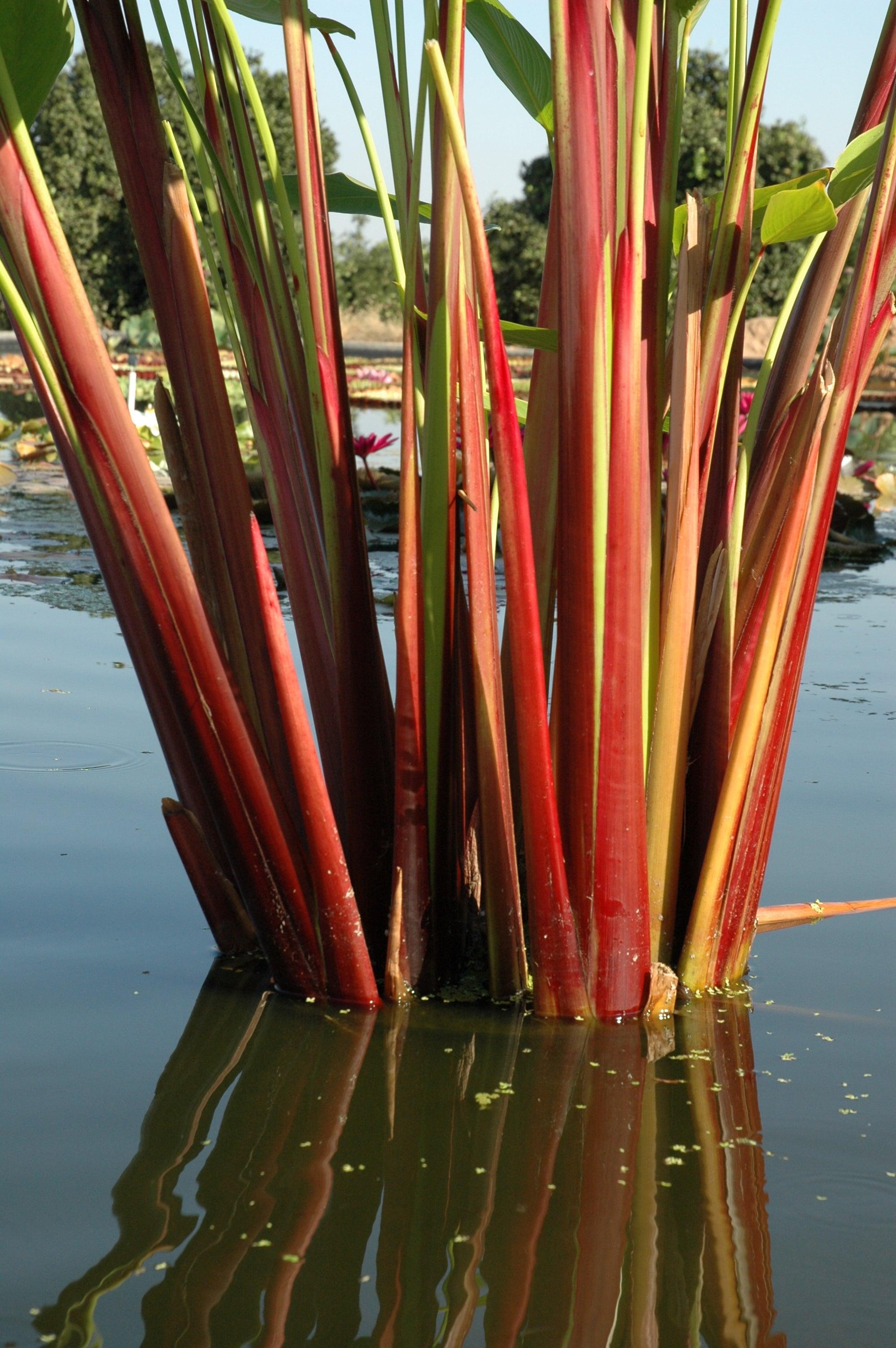 Thalia Geniculata Ruminoides (Redstem Thalia) (Bare Root) - Play It Koi